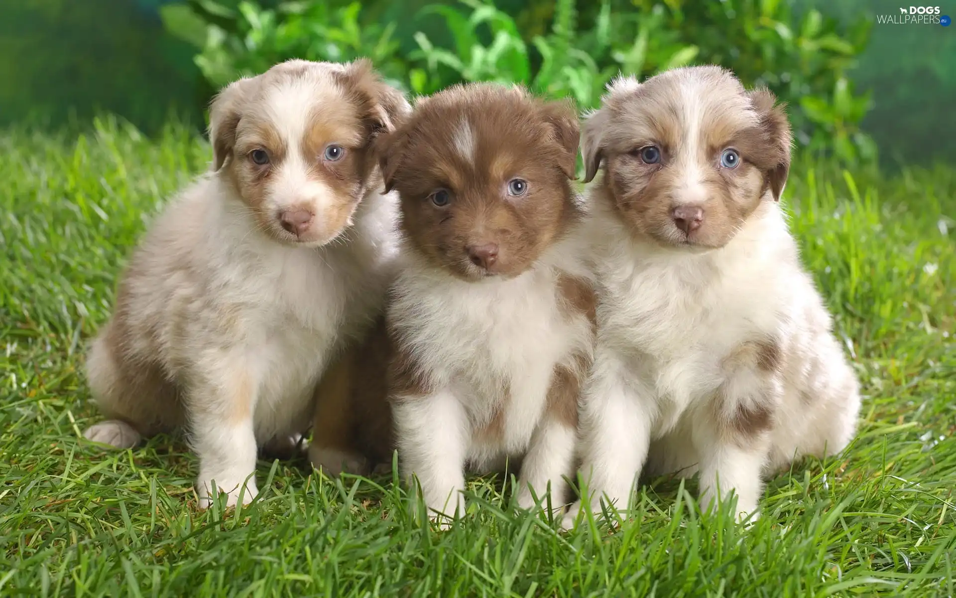 puppies, grass, Three