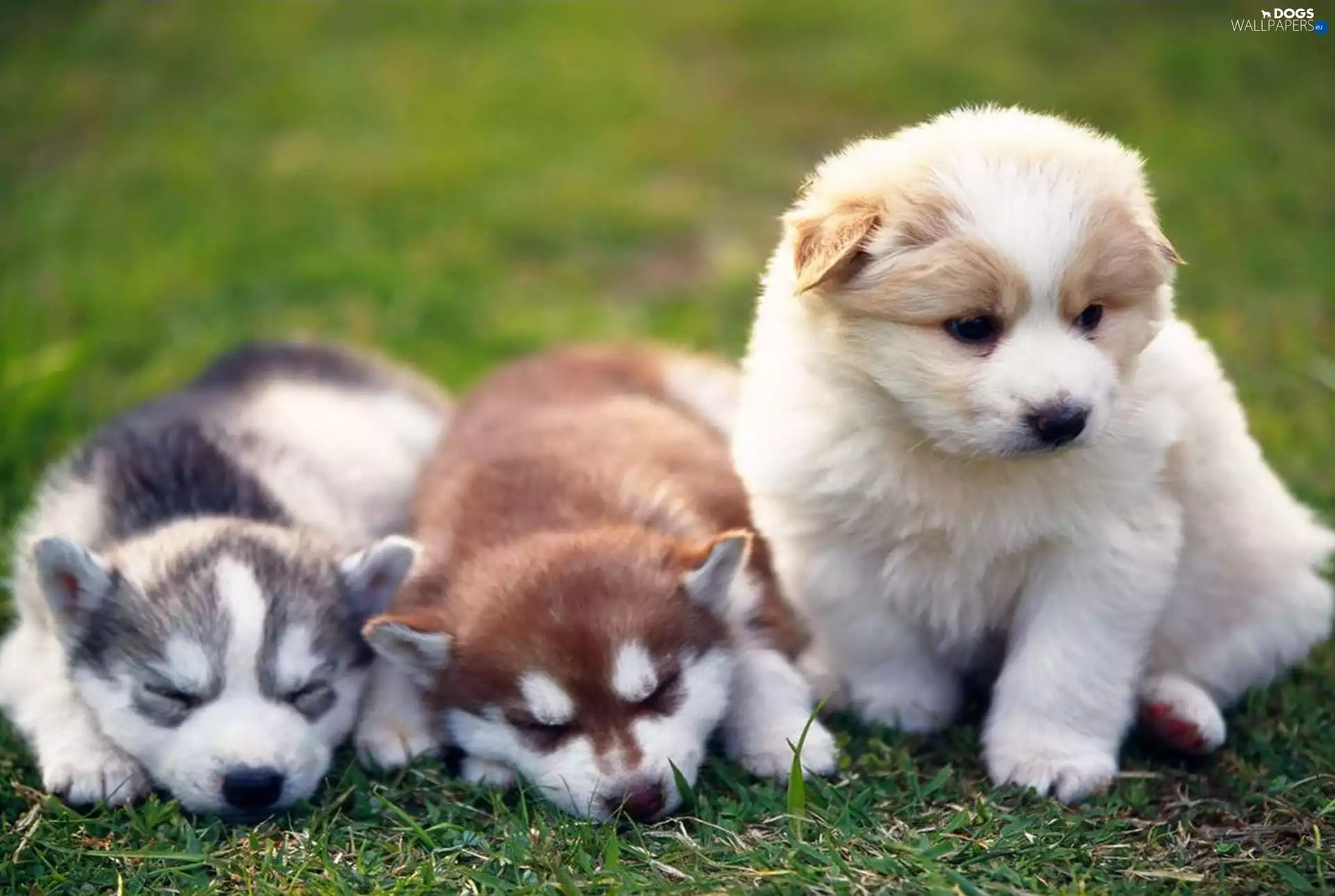 grass, Three, puppies