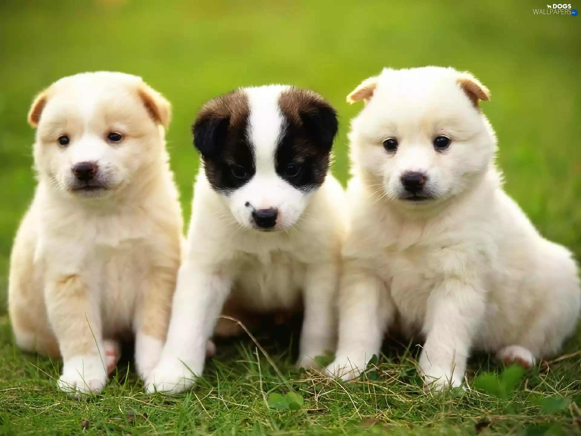 grass, Three, Puppies