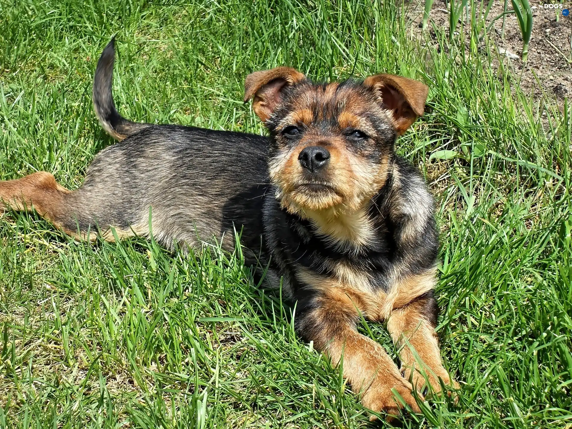 grass, Puppy