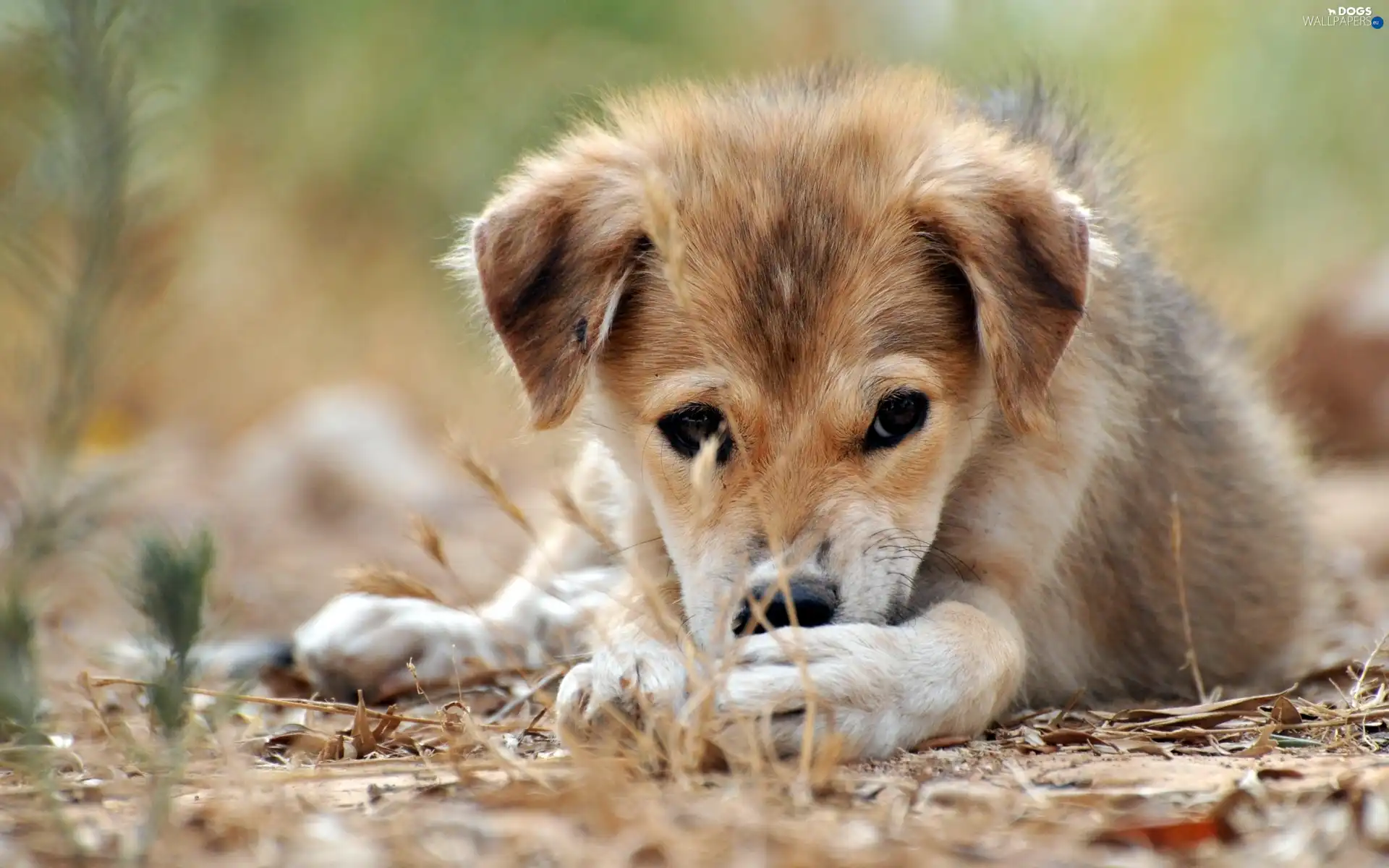 grass, Puppy