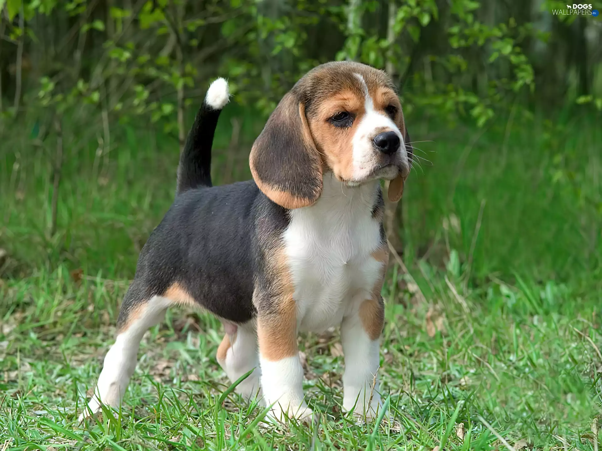 grass, Beagle, Puppy
