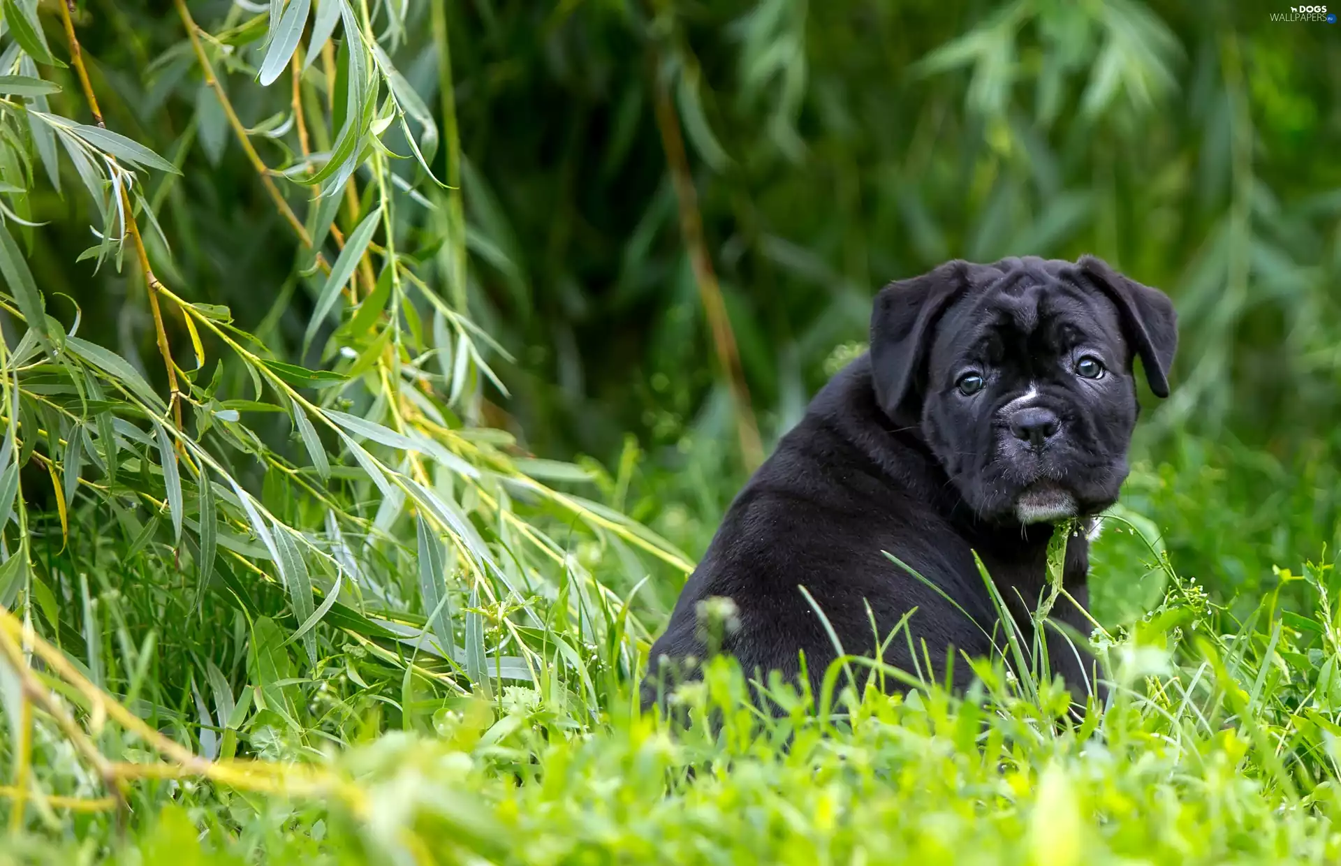 grass, Black, Puppy