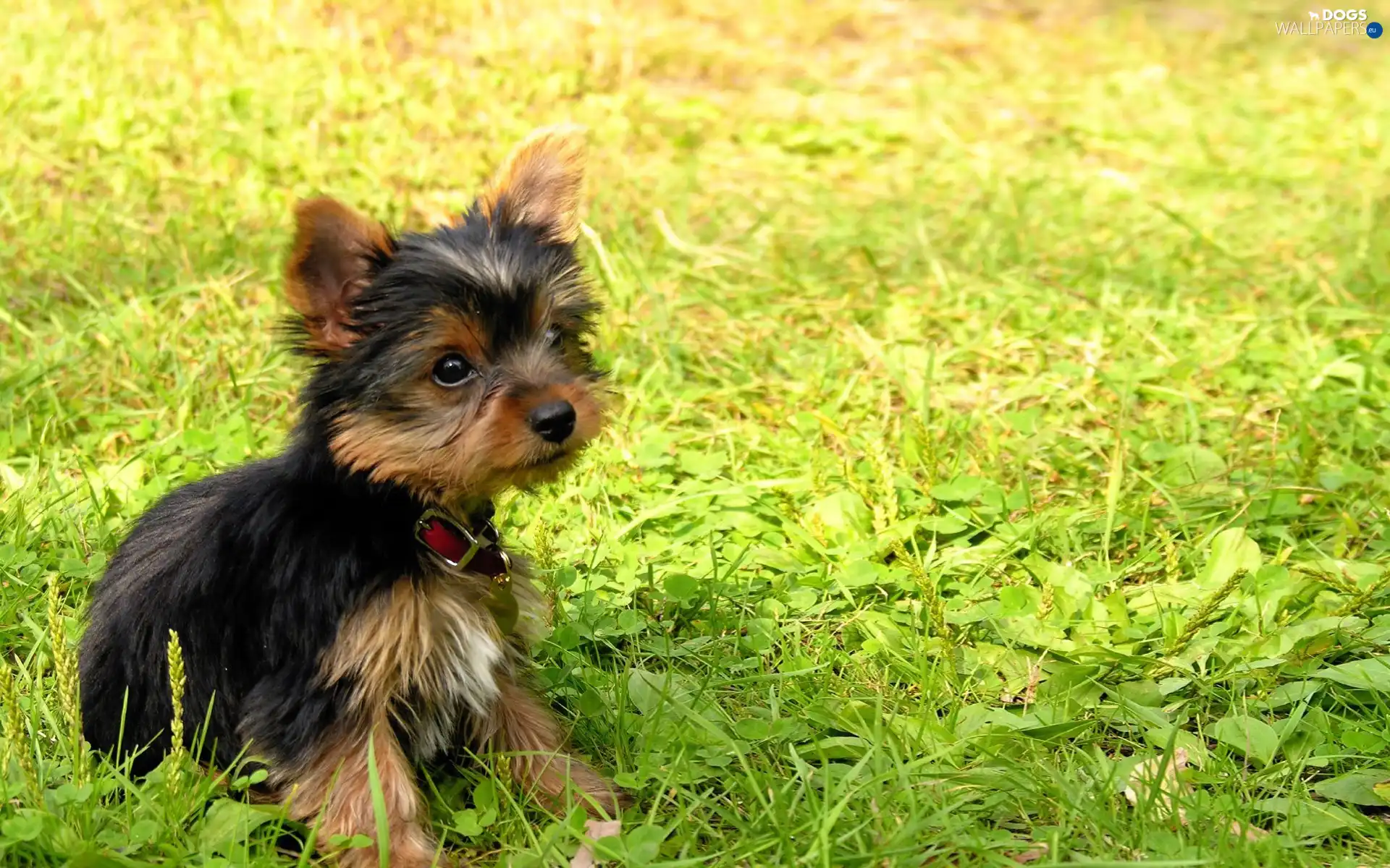 Puppy, grass, dog
