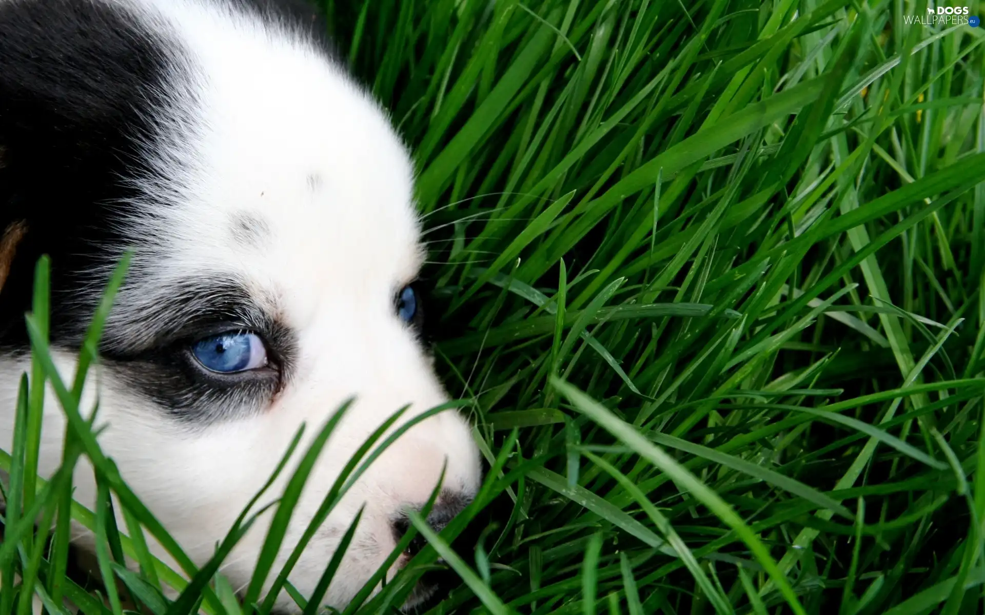 grass, Eyes, Puppy, Bearded collie, Blue