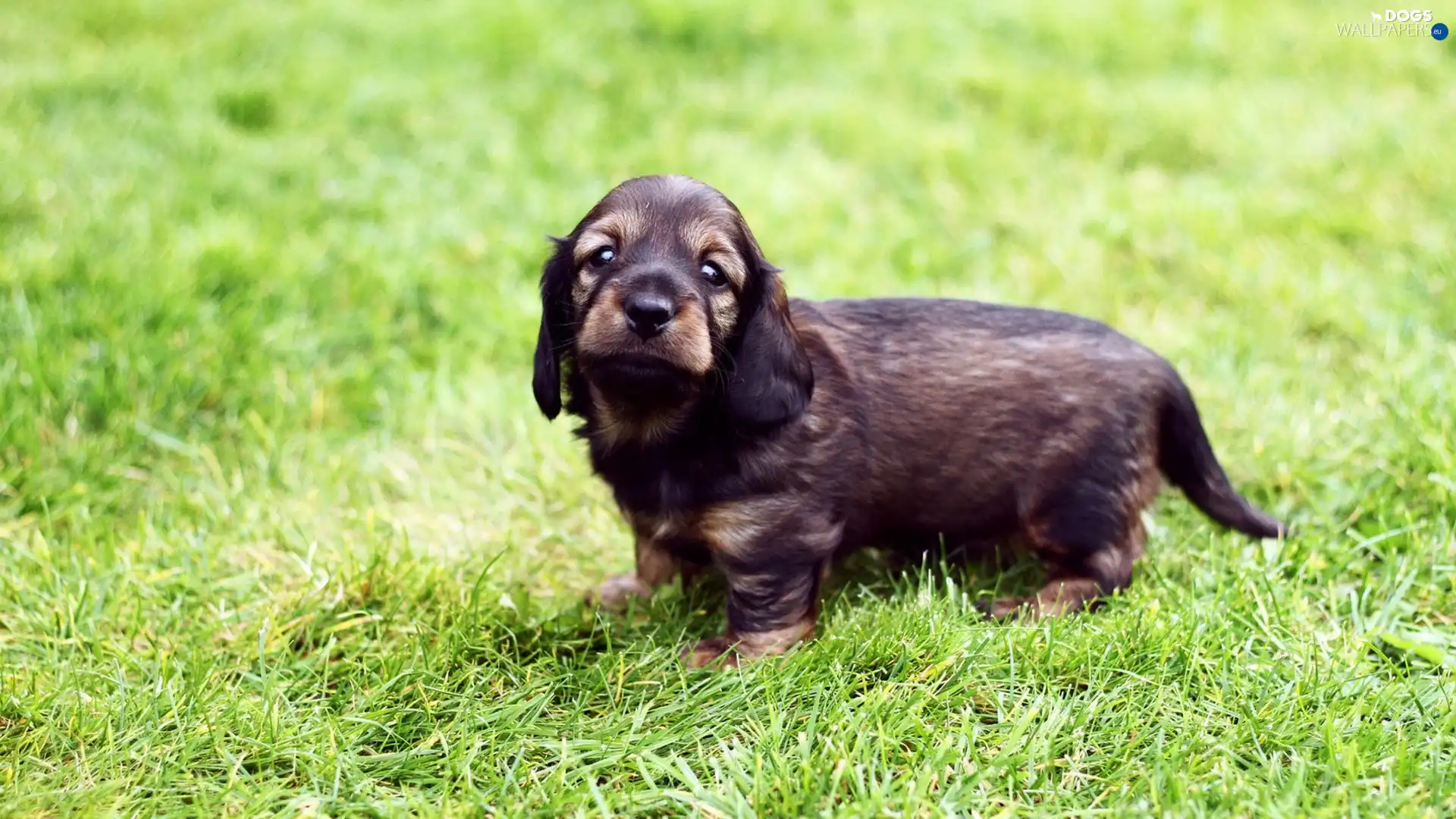 Puppy, Grass Field Spaniel, honeyed