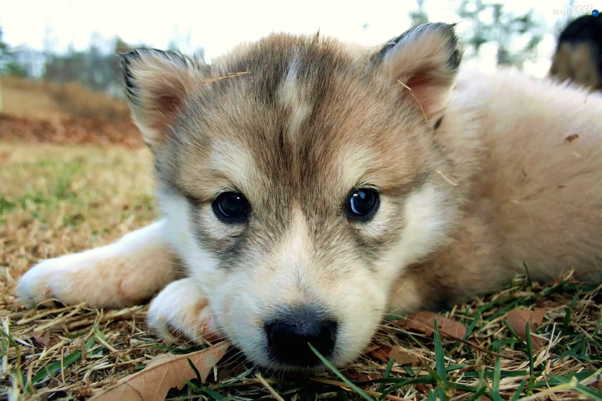 grass, mouth, Puppy, Husky