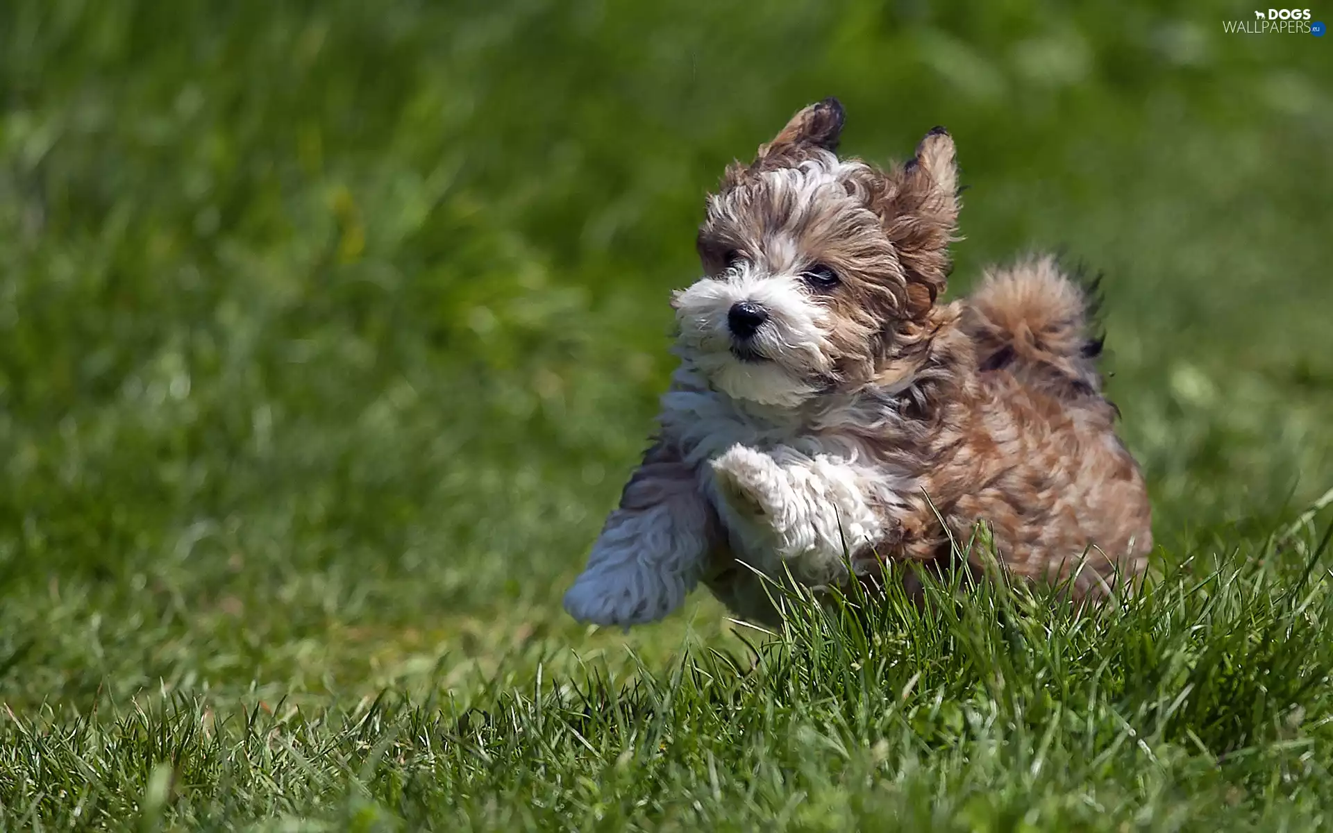 green, grass, Puppy, Po, running