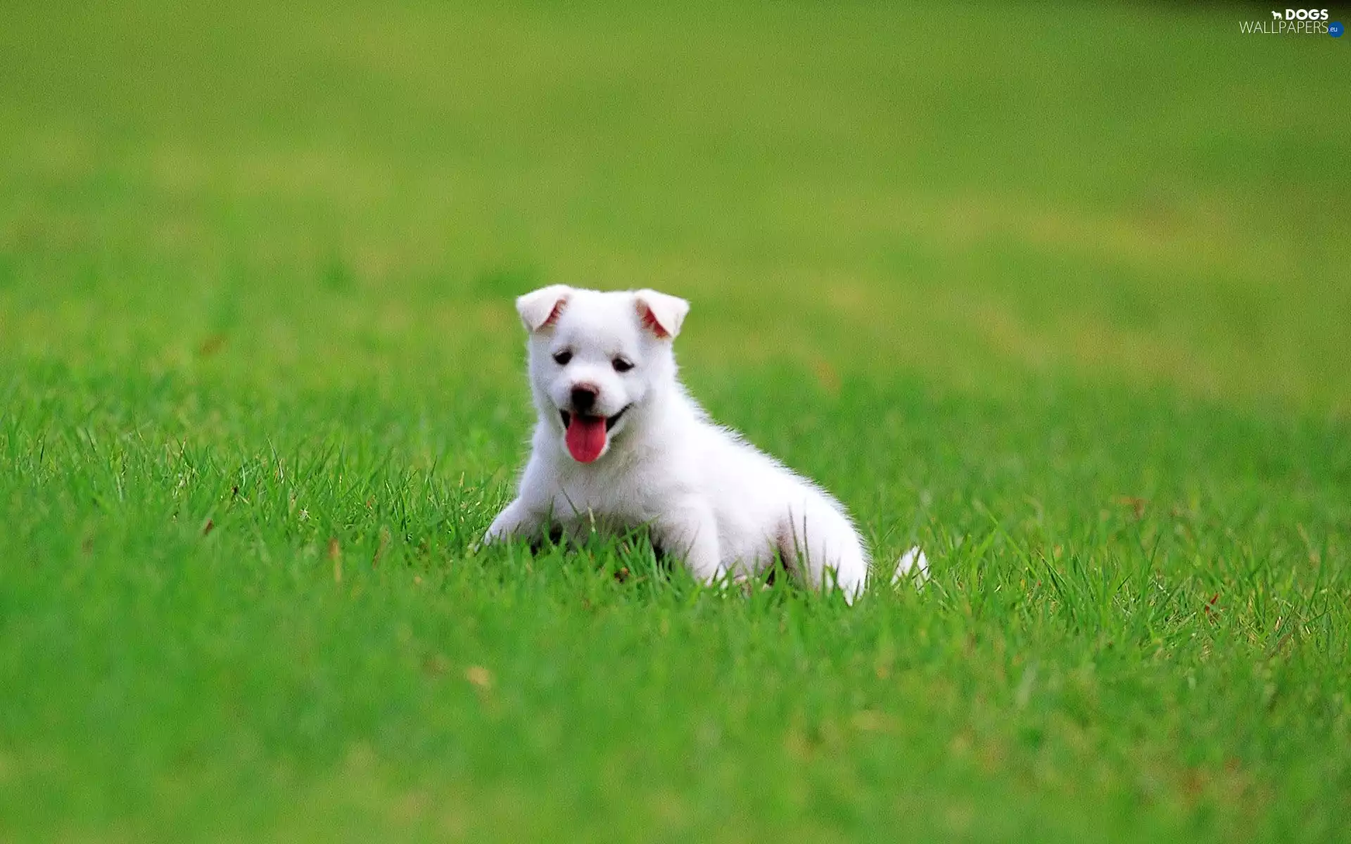grass, White, Puppy