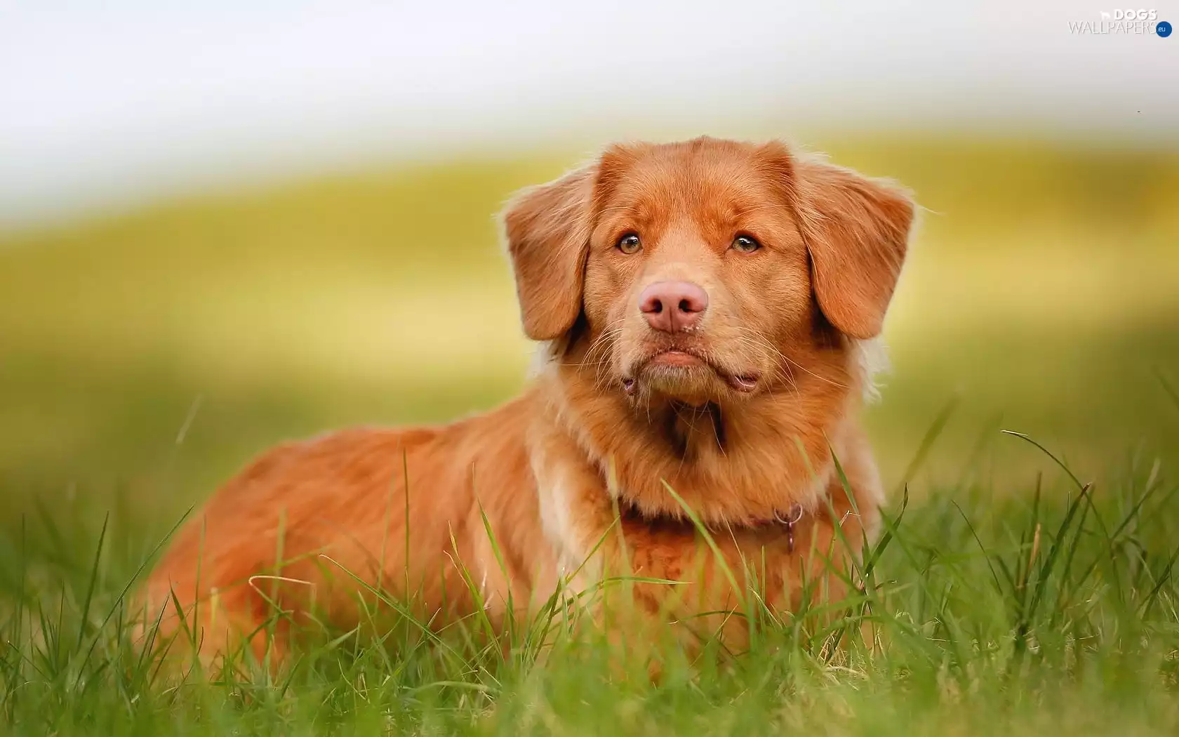 grass, dog, retriever