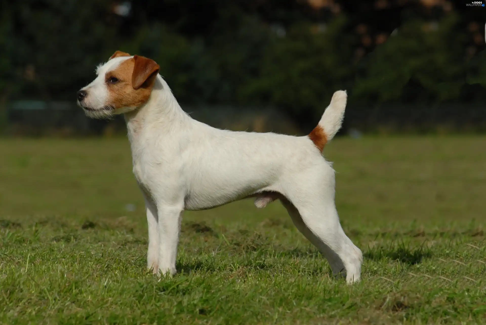 grass, Parson Russell Terrier