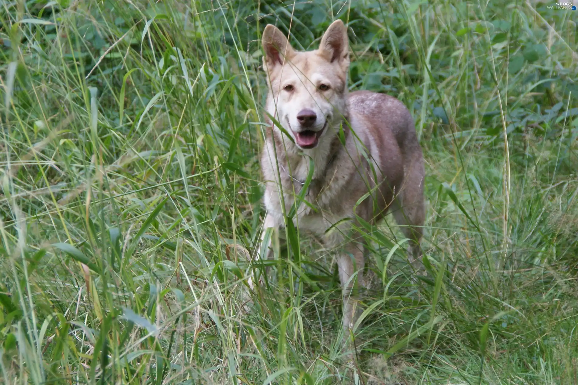 grass, Green, Saarlooswolfhond, tall