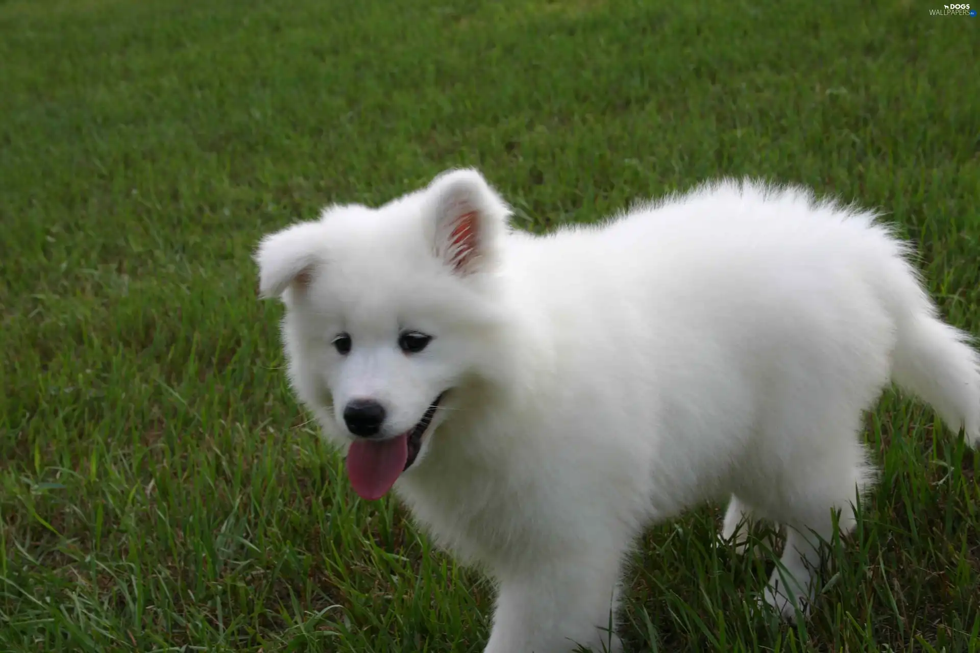 grass, Samojed