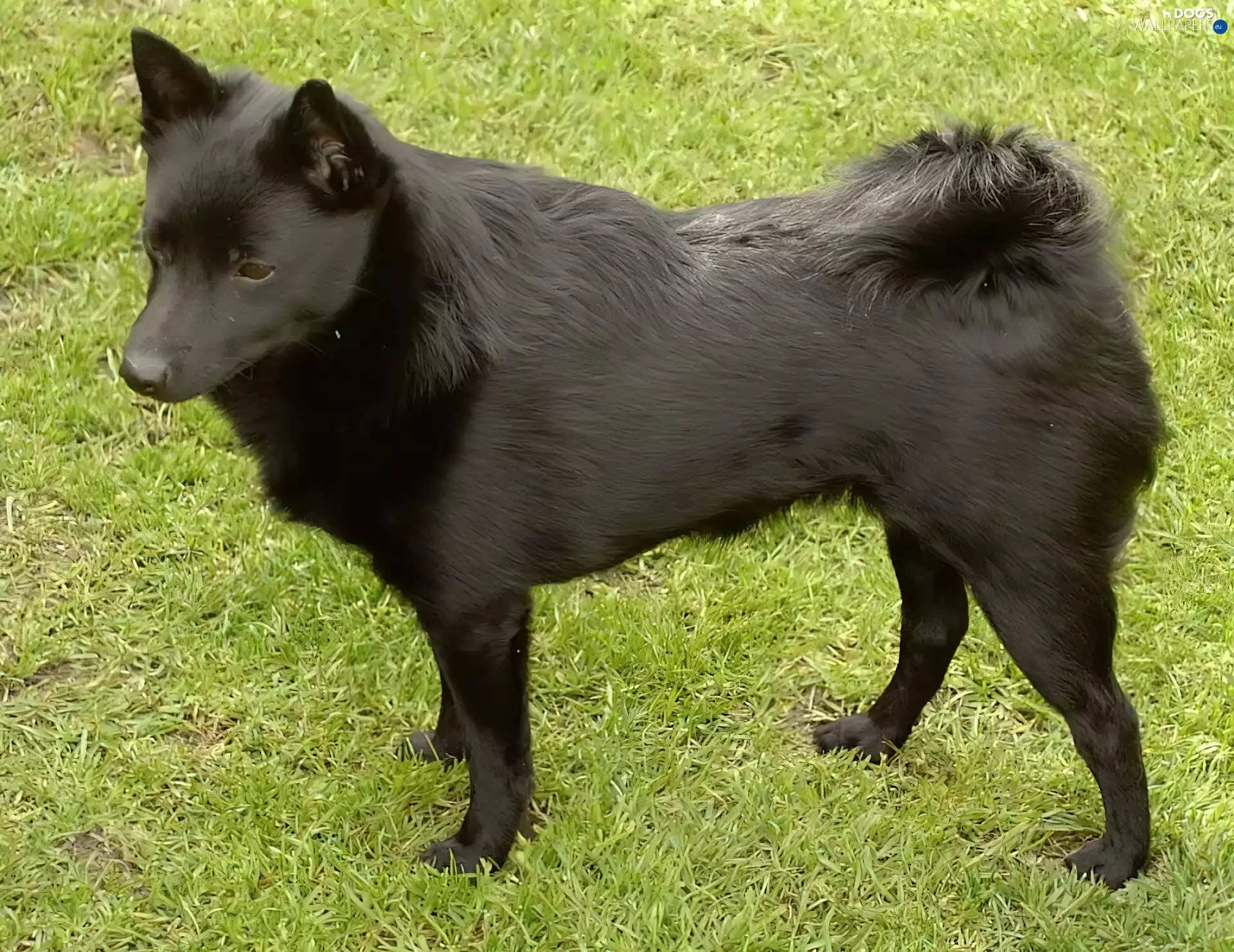 grass, Black, Schipperke