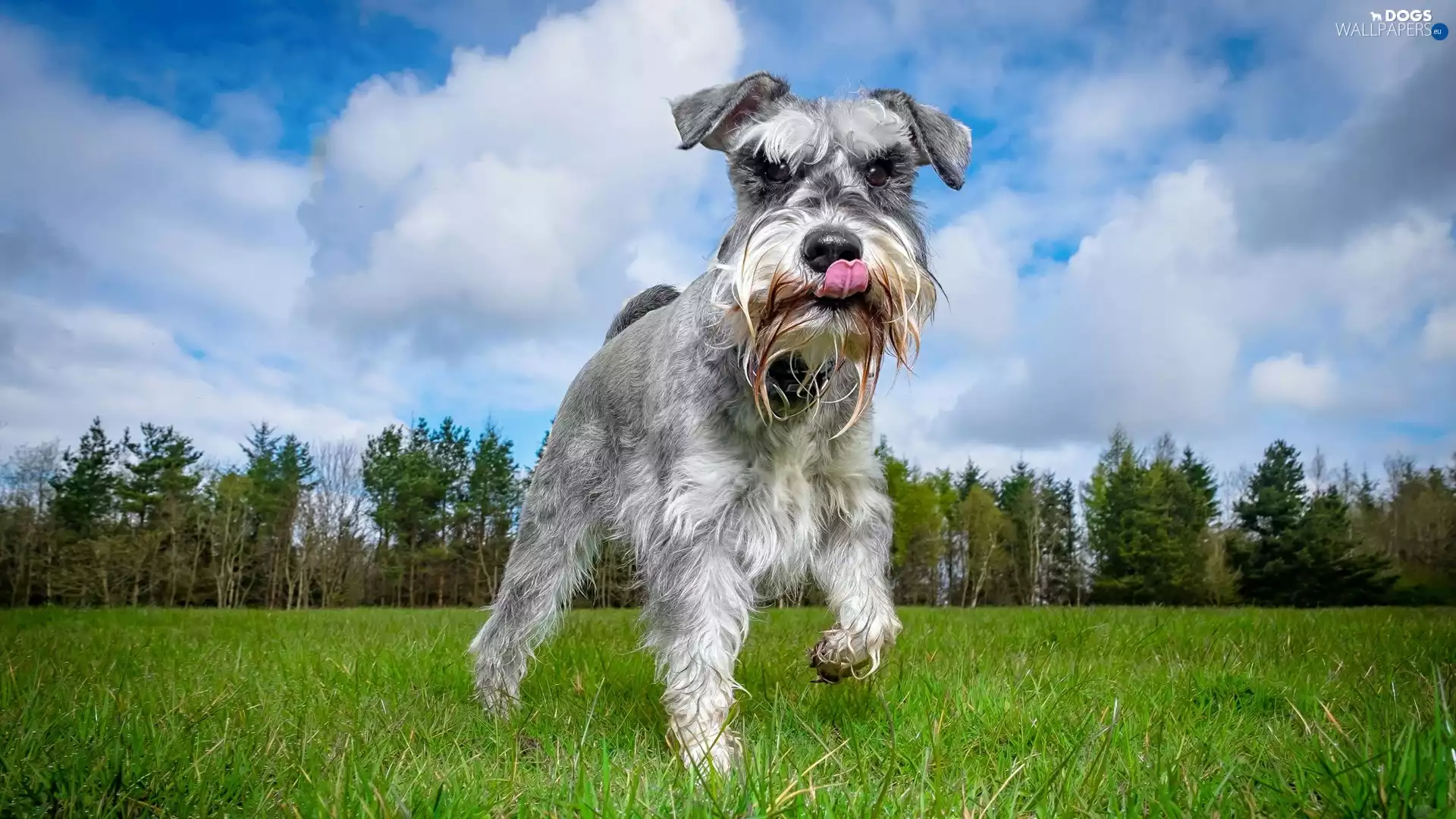 grass, dog, Schnauzer