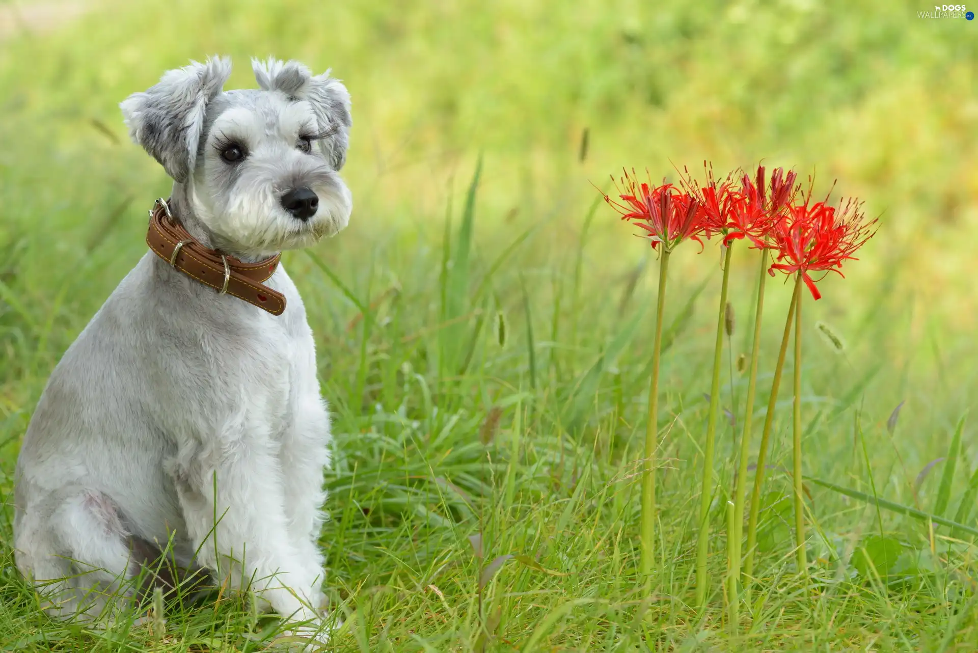 Schnauzer, grass, doggy