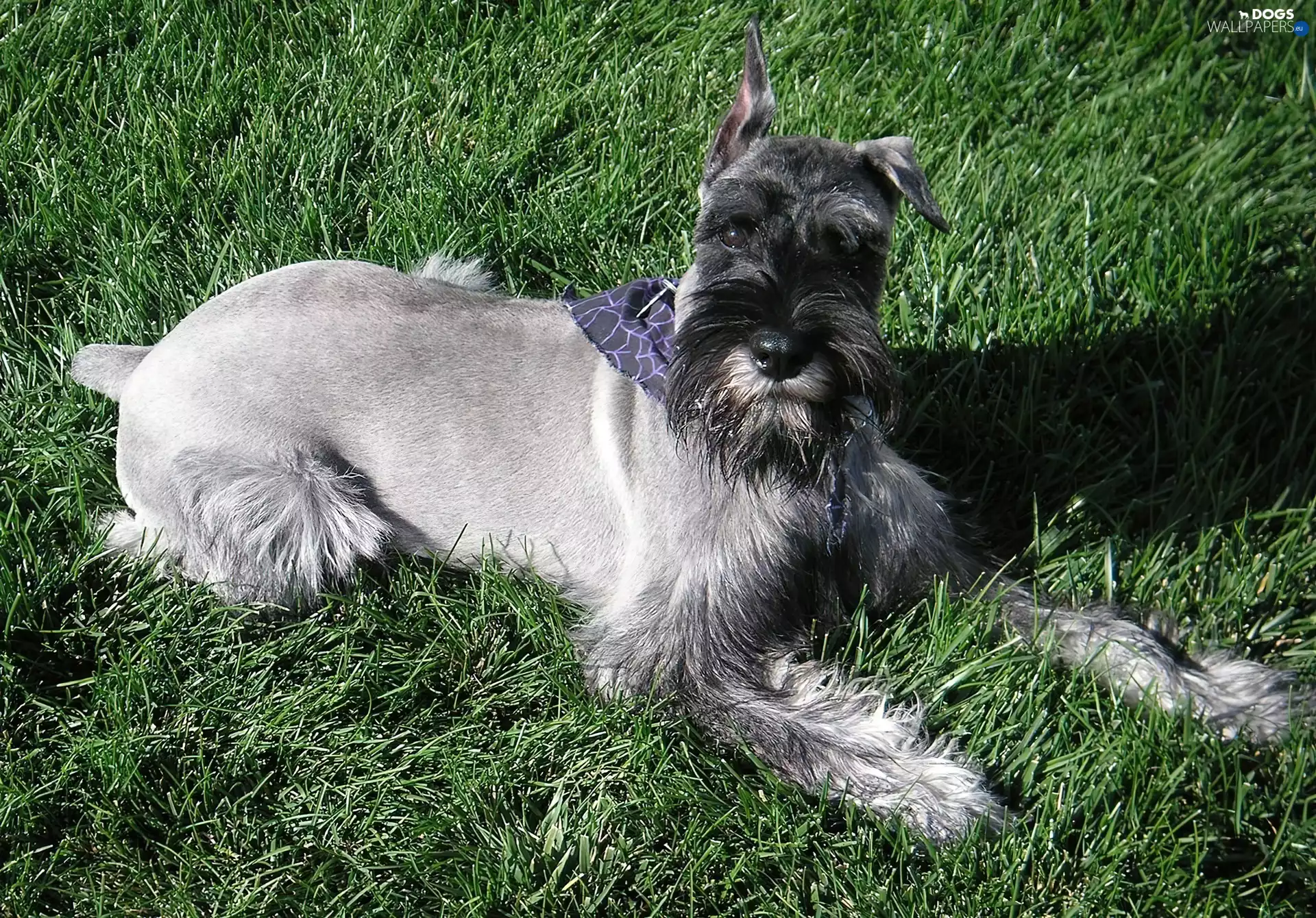grass, doggy, Schnauzer