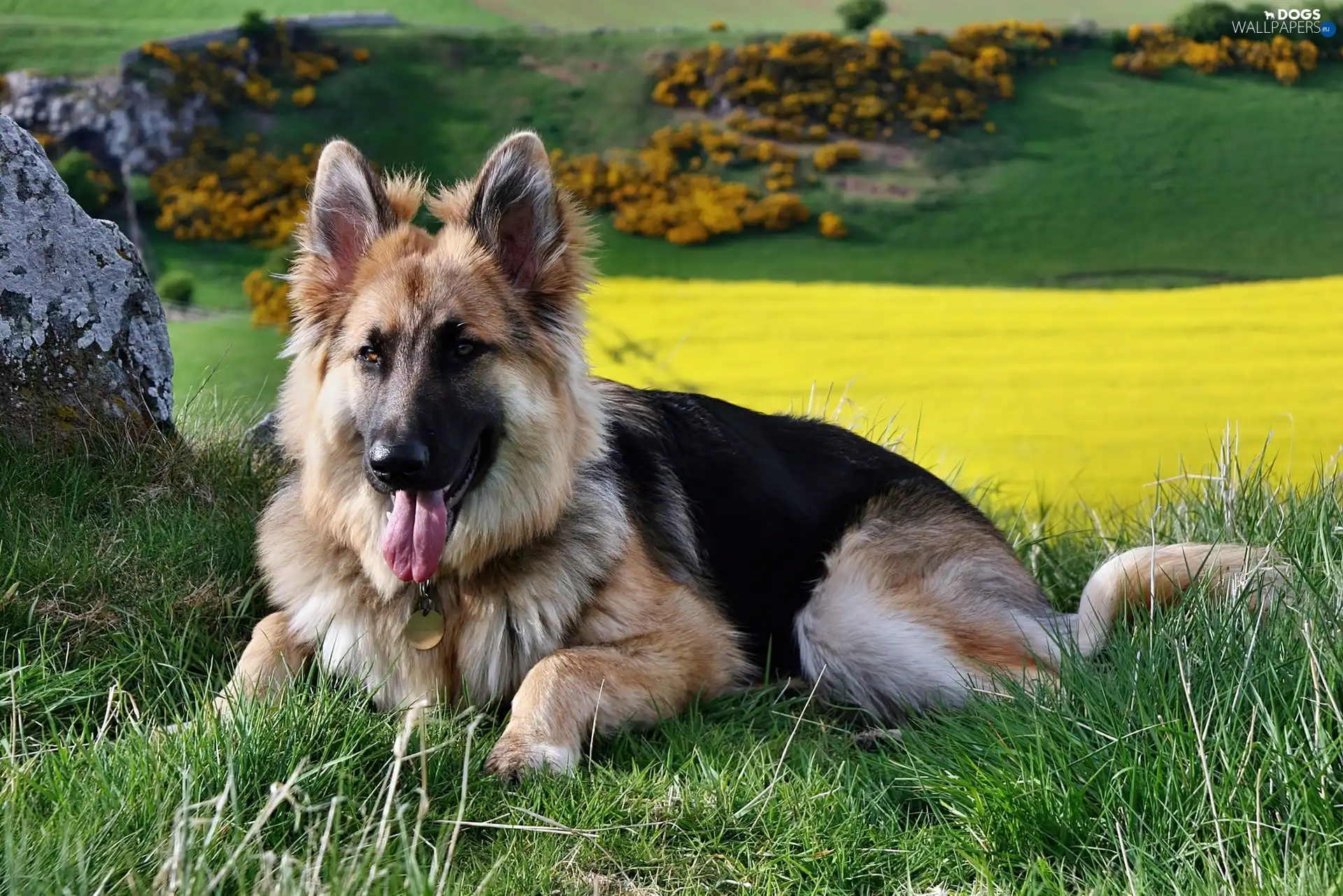 grass, german, dog, sheep-dog