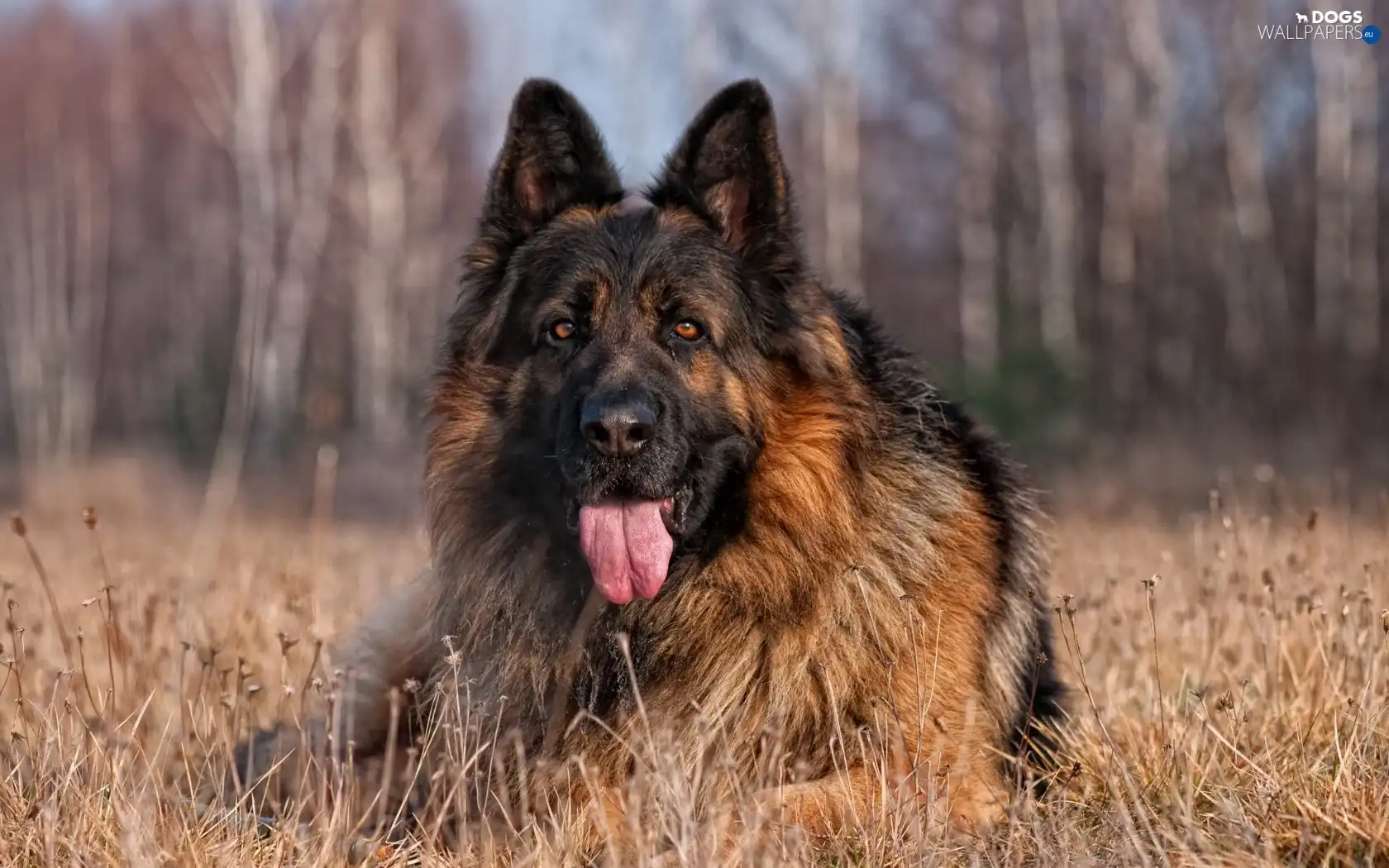grass, german, dog, sheep-dog