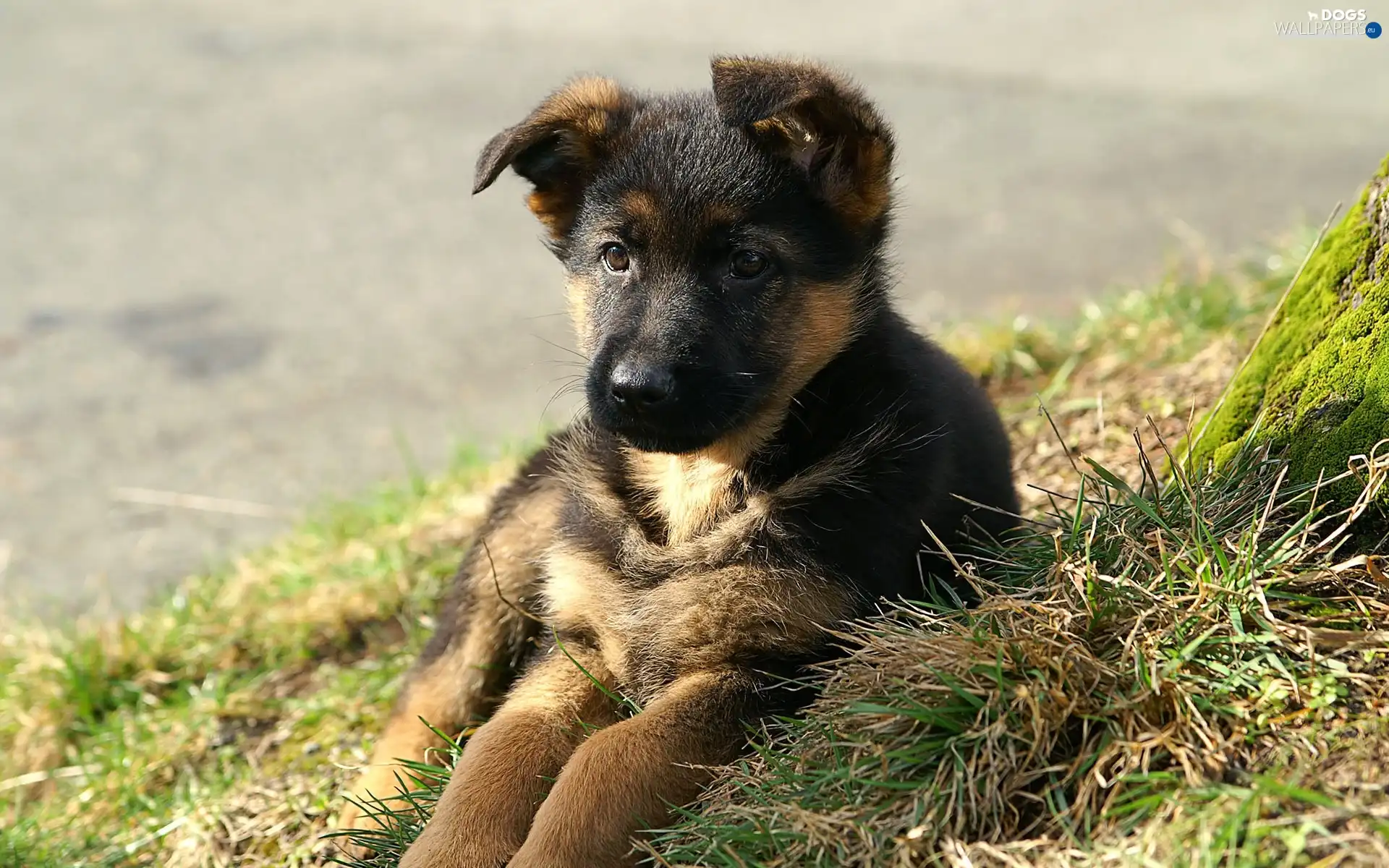 grass, german, Puppy, sheep-dog