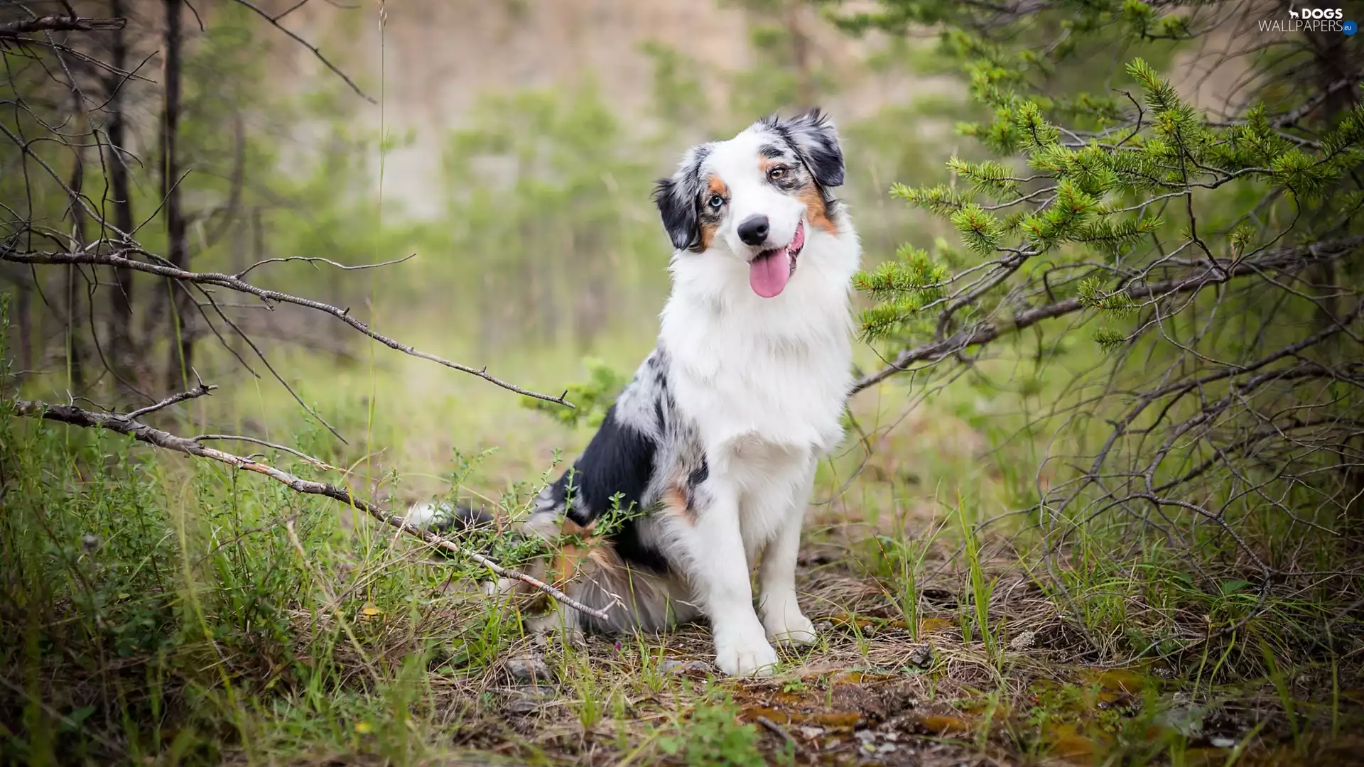 trees, Australian Shepherd, Twigs, forest, dog, viewes, grass