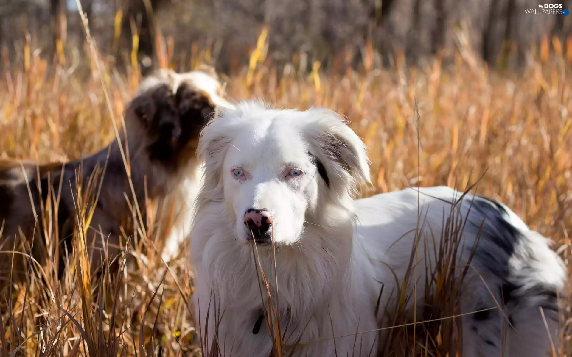 grass, Australian Shepherd