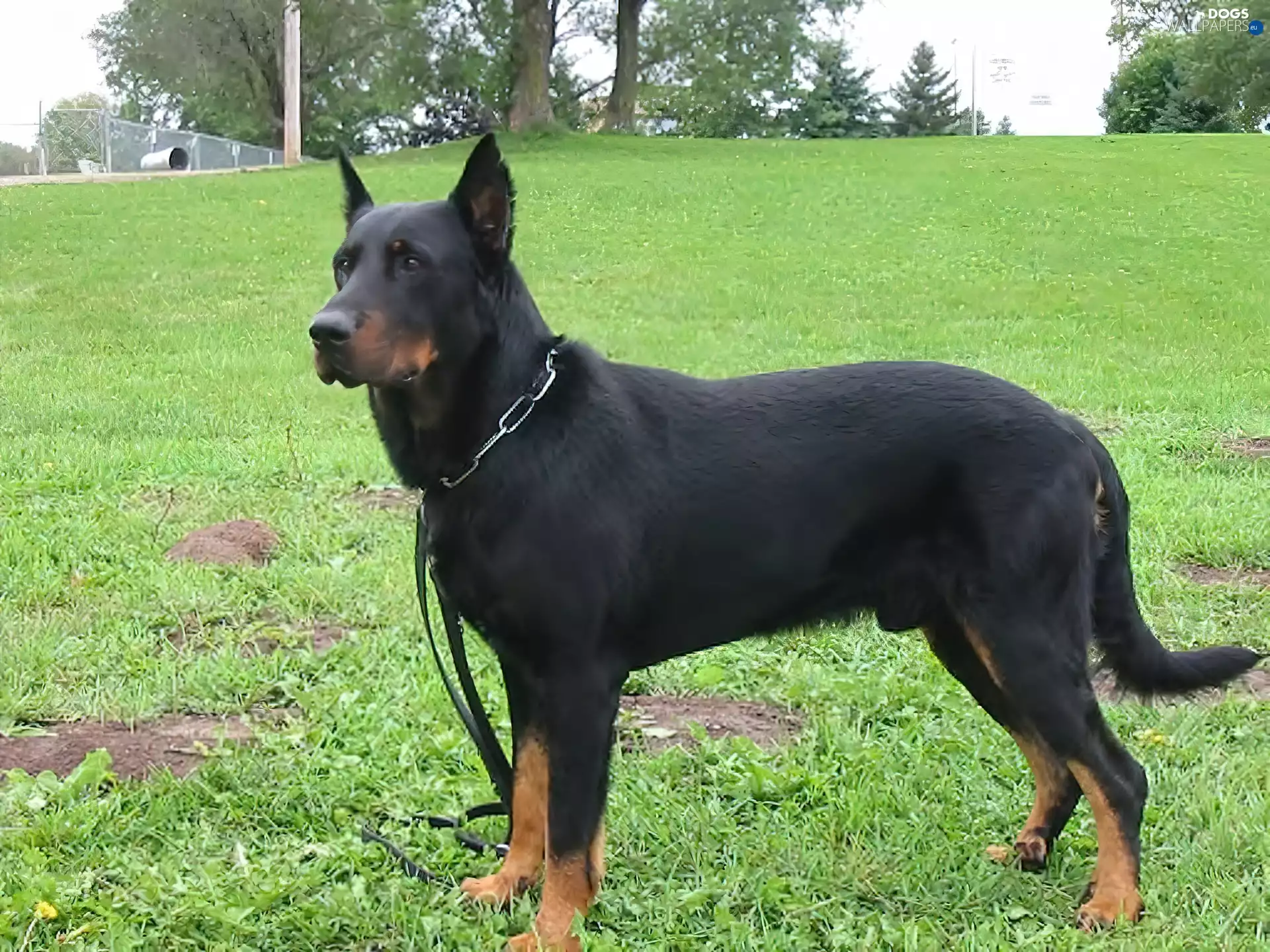 Shepherd French Beauceron, grass