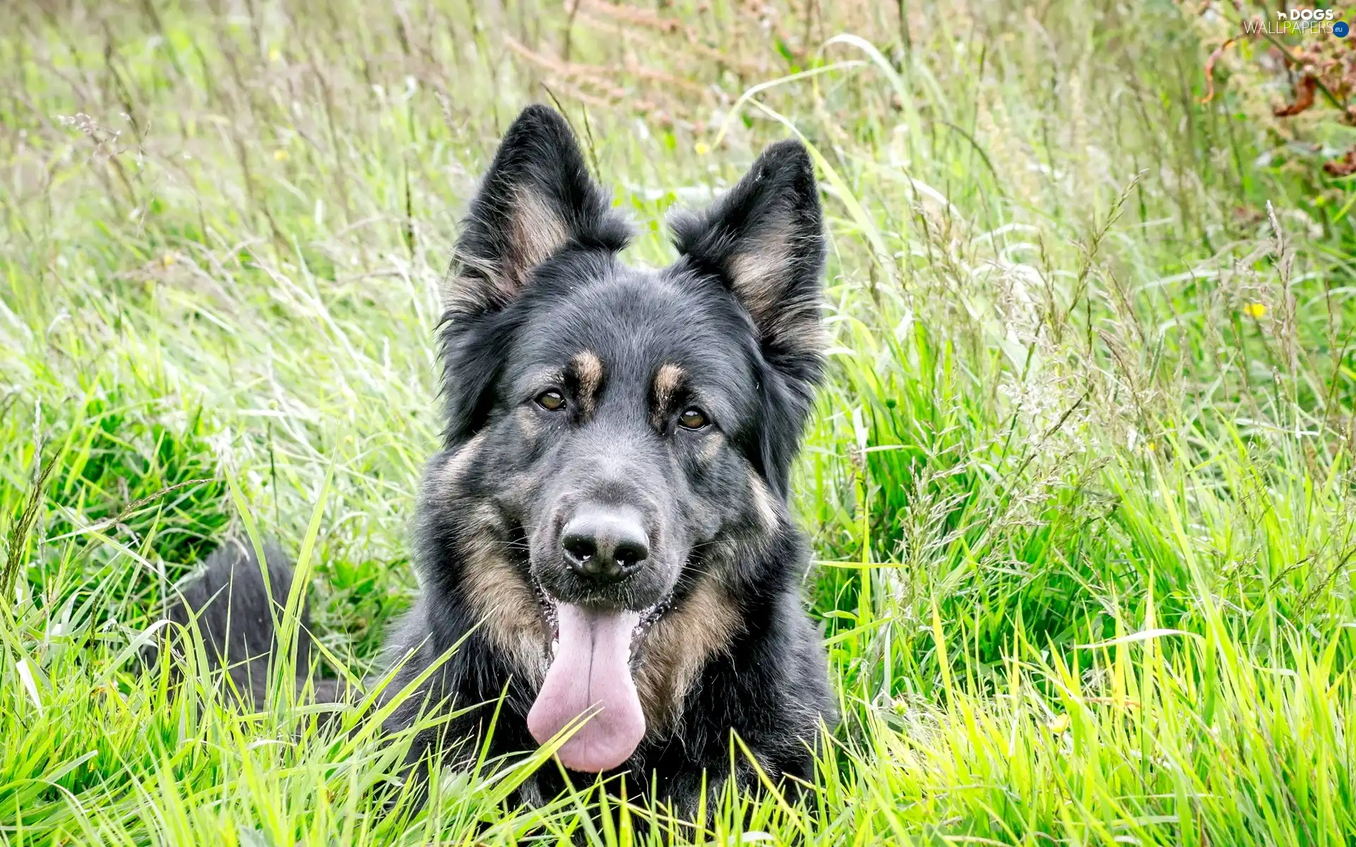 grass, Belgian Shepherd Tervuren