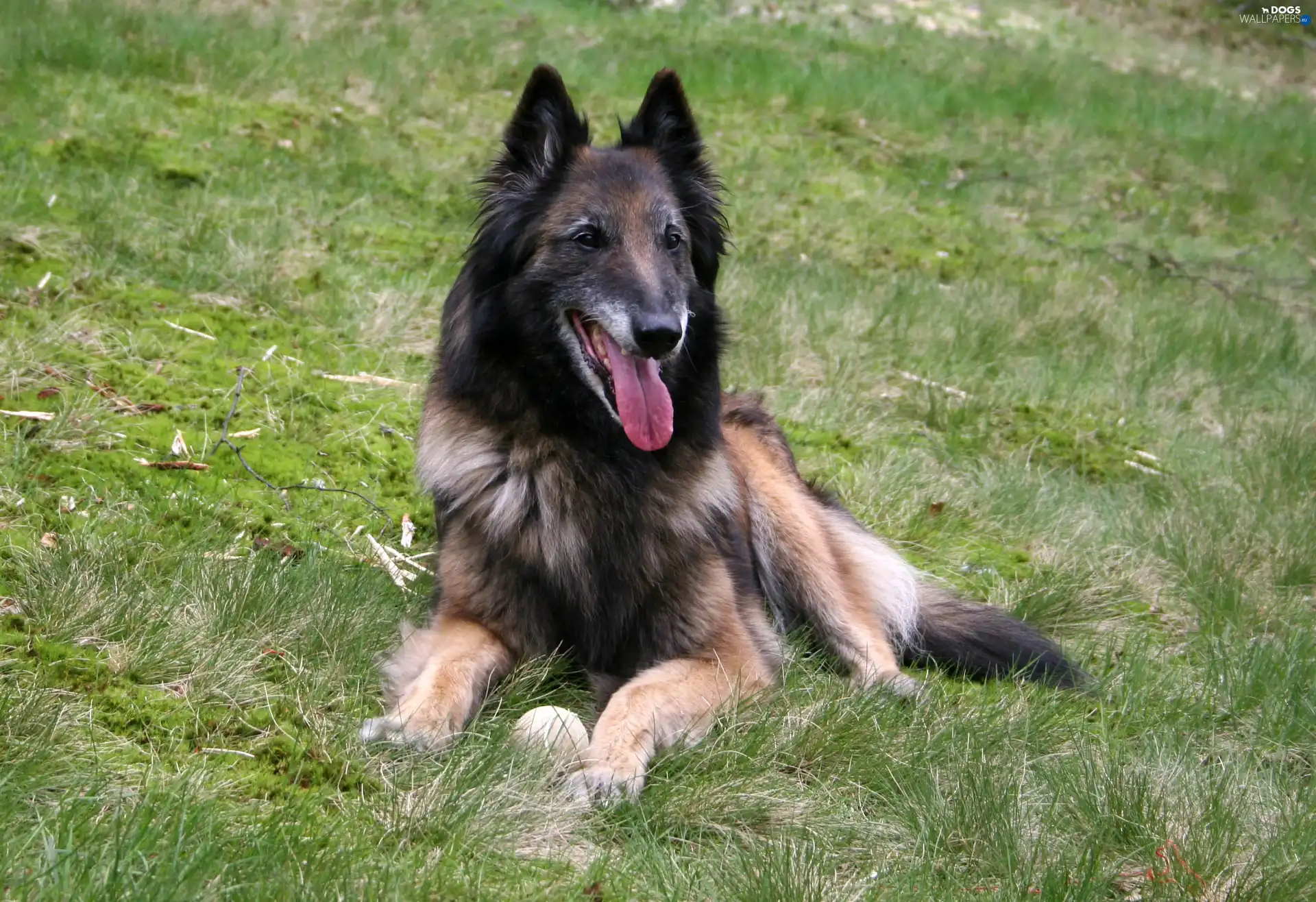 grass, Belgian Shepherd Tervuren