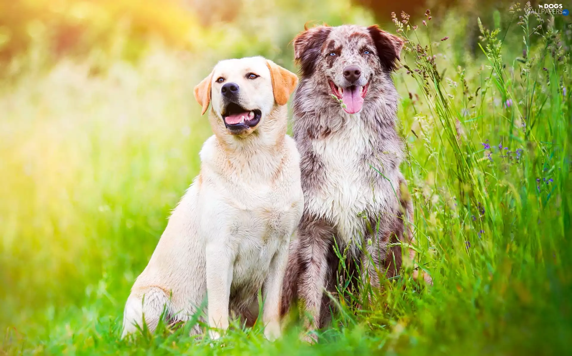 Labrador Retriever, Meadow, grass, Australian Shepherd