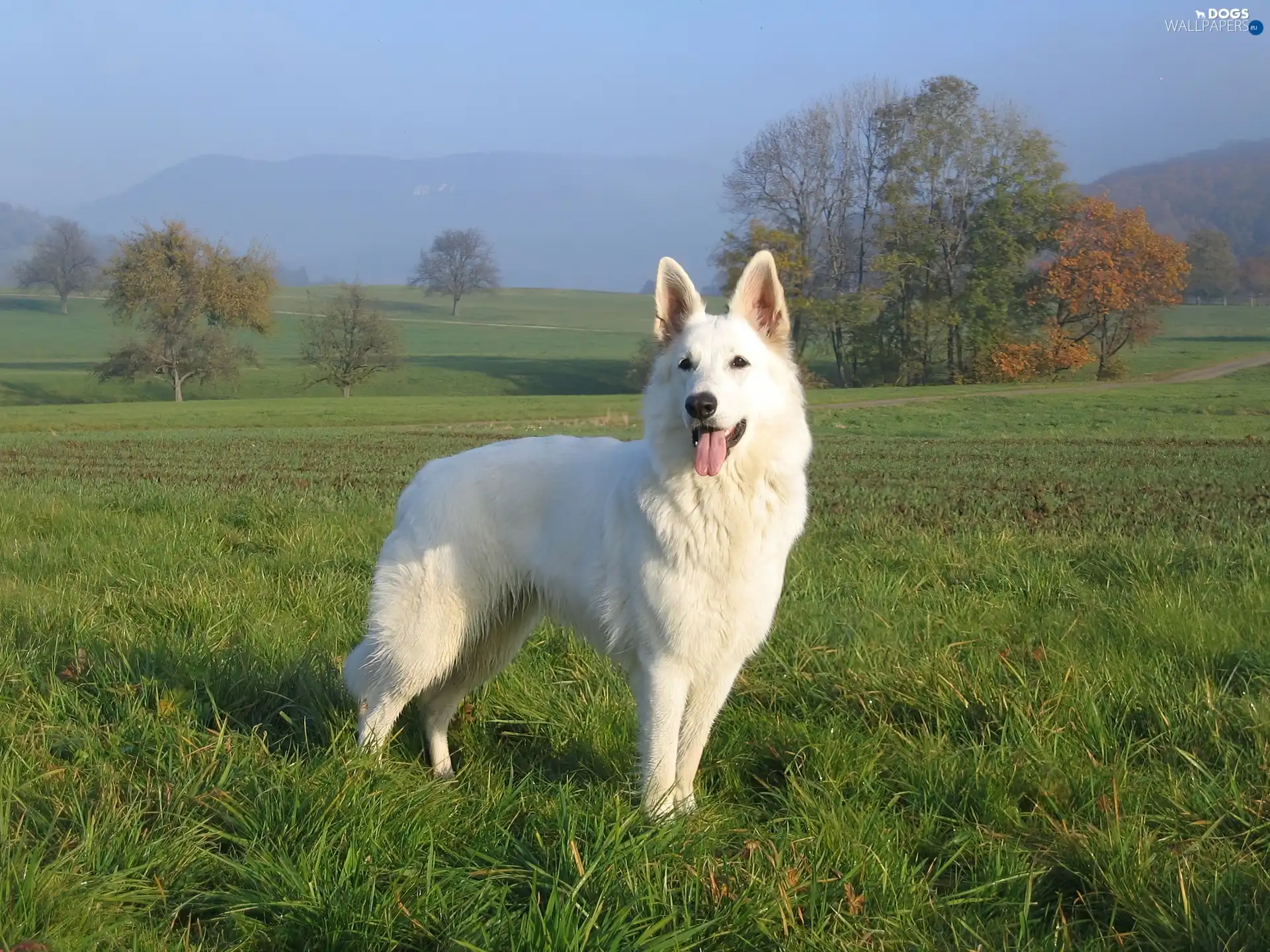 grass, viewes, White Swiss Shepherd, trees