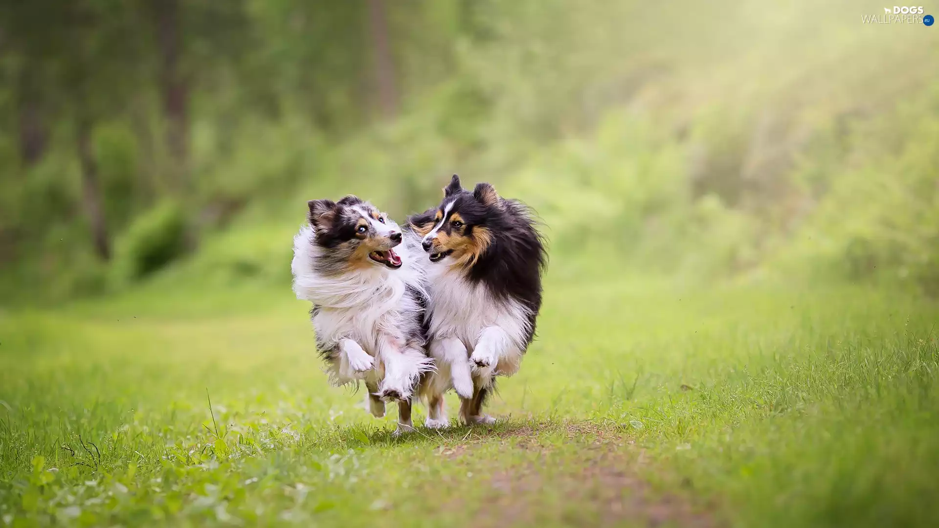 stretching, Dogs, car in the meadow, grass, Shetland Sheepdogs, Two cars