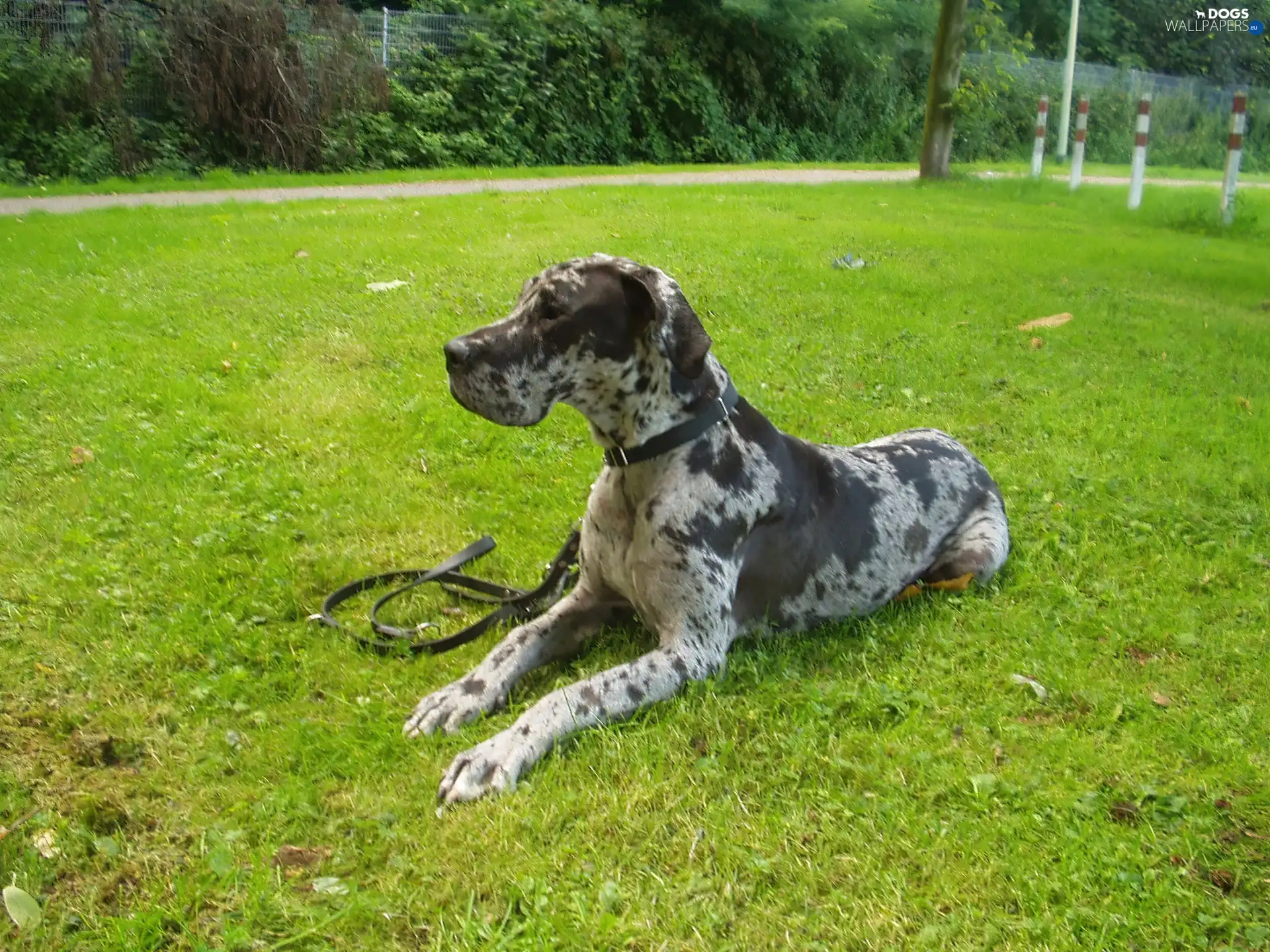 grass, juicy, lying, German Shorthaired Pointer
