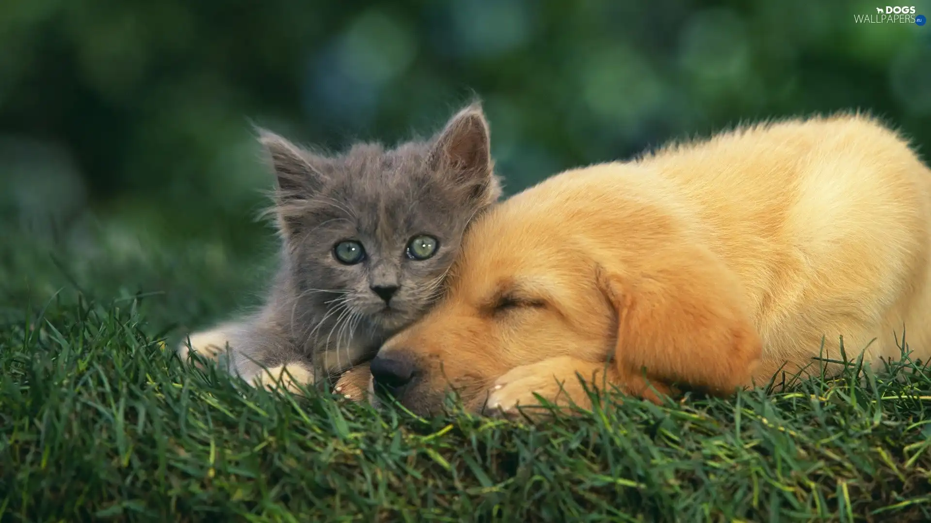 grass, dog, small, kitten