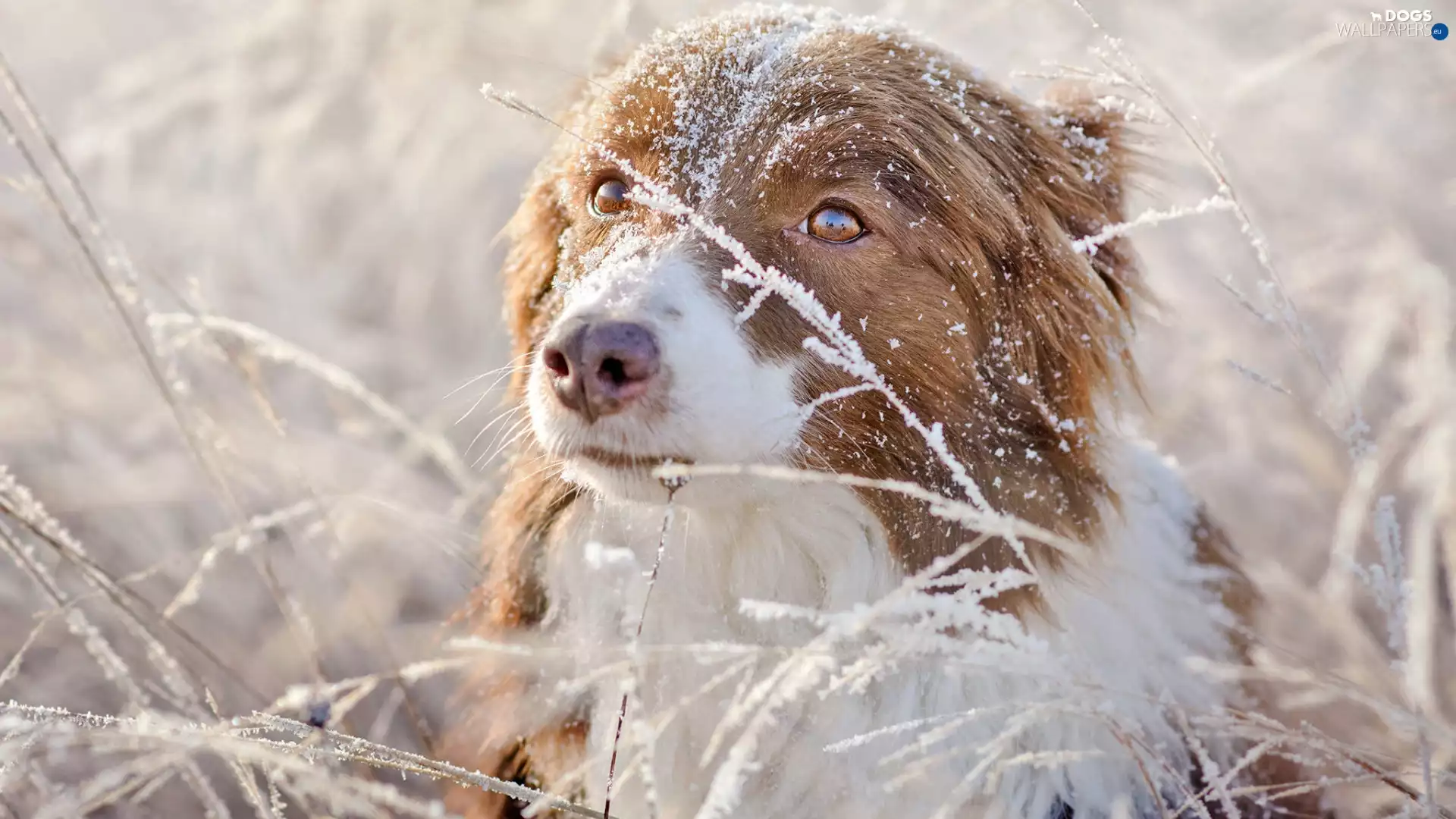 dog, grass, snow, Australian Shepherd
