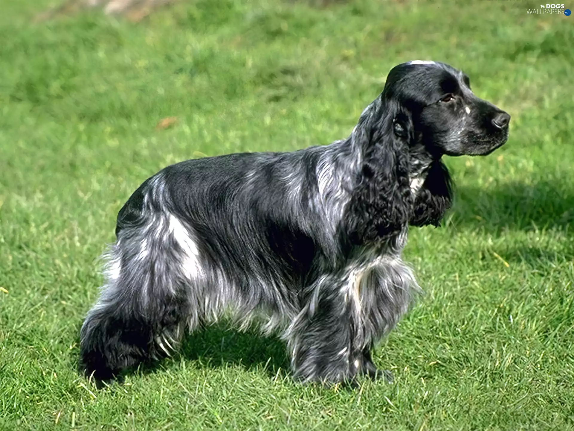 grass, dog, Spaniel