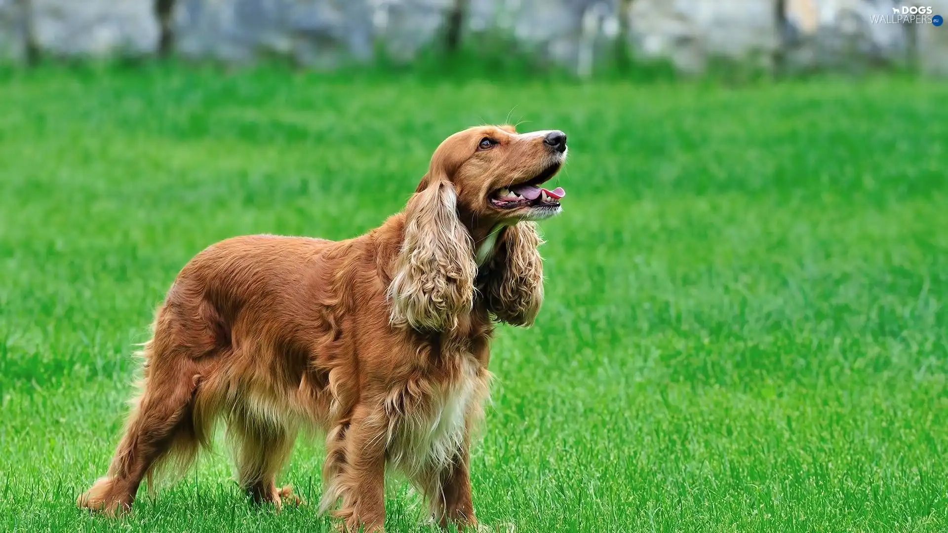 grass, Spaniel