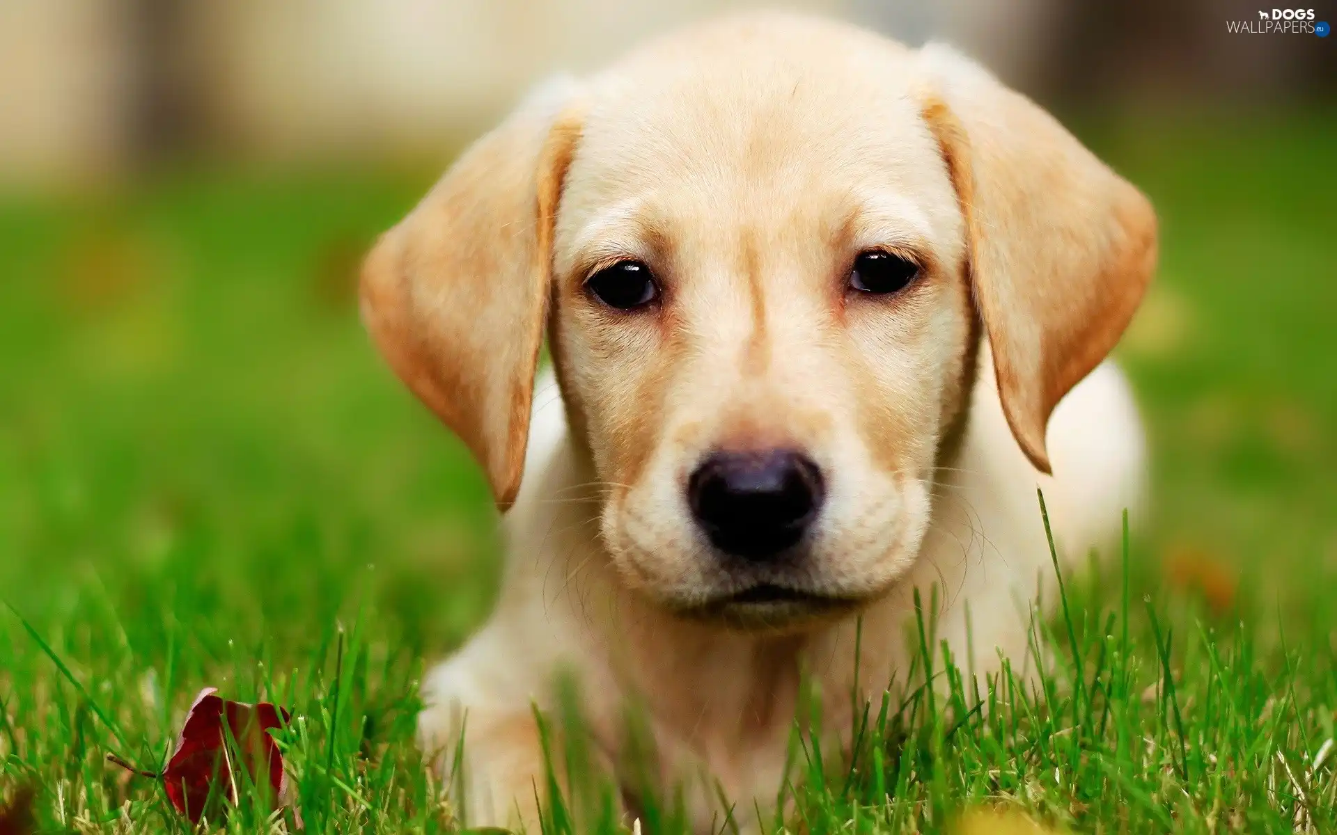 grass, retriever, Sponge, Labrador