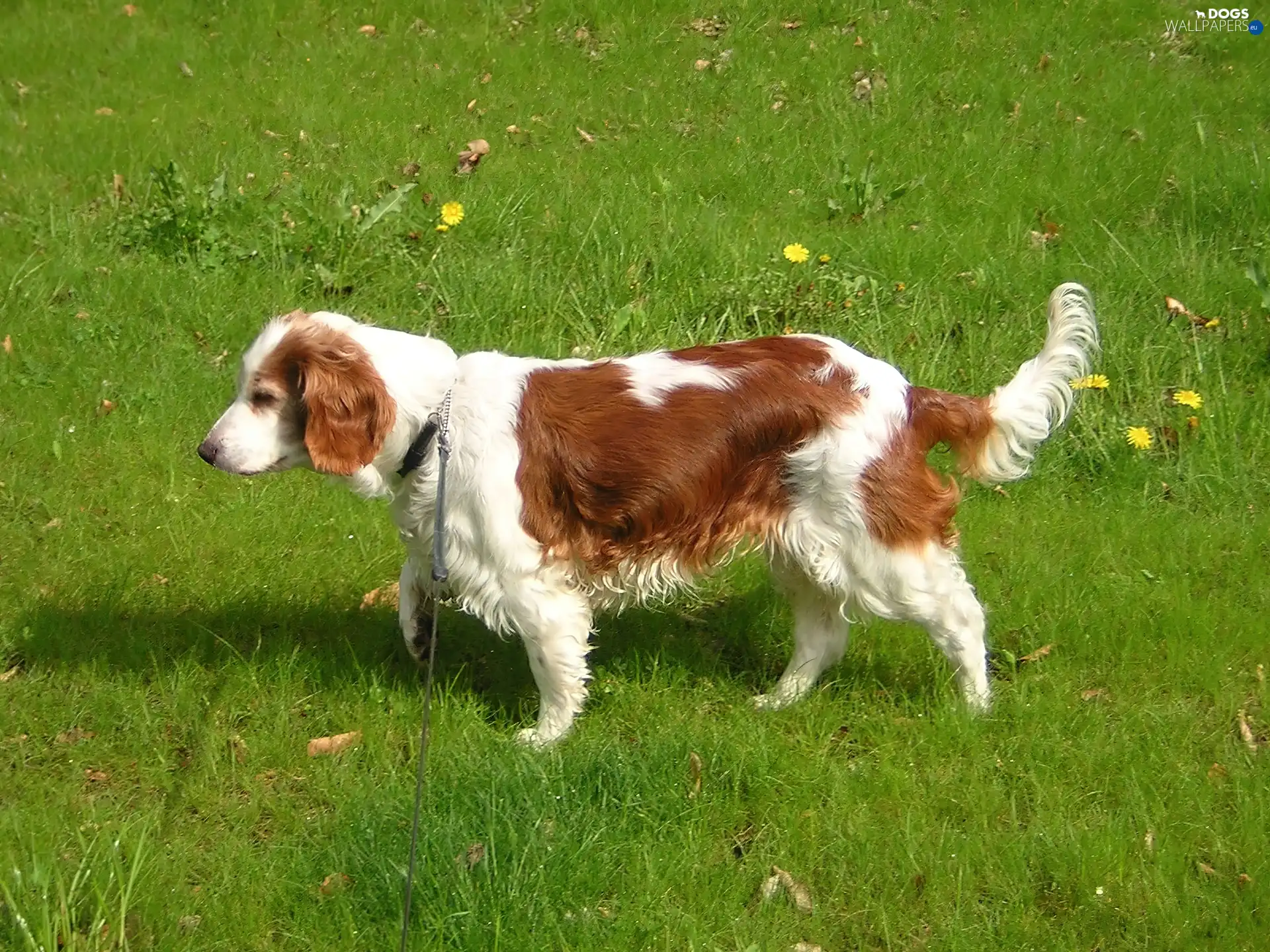 grass, juicy, Big, Welsh Springer Spaniel
