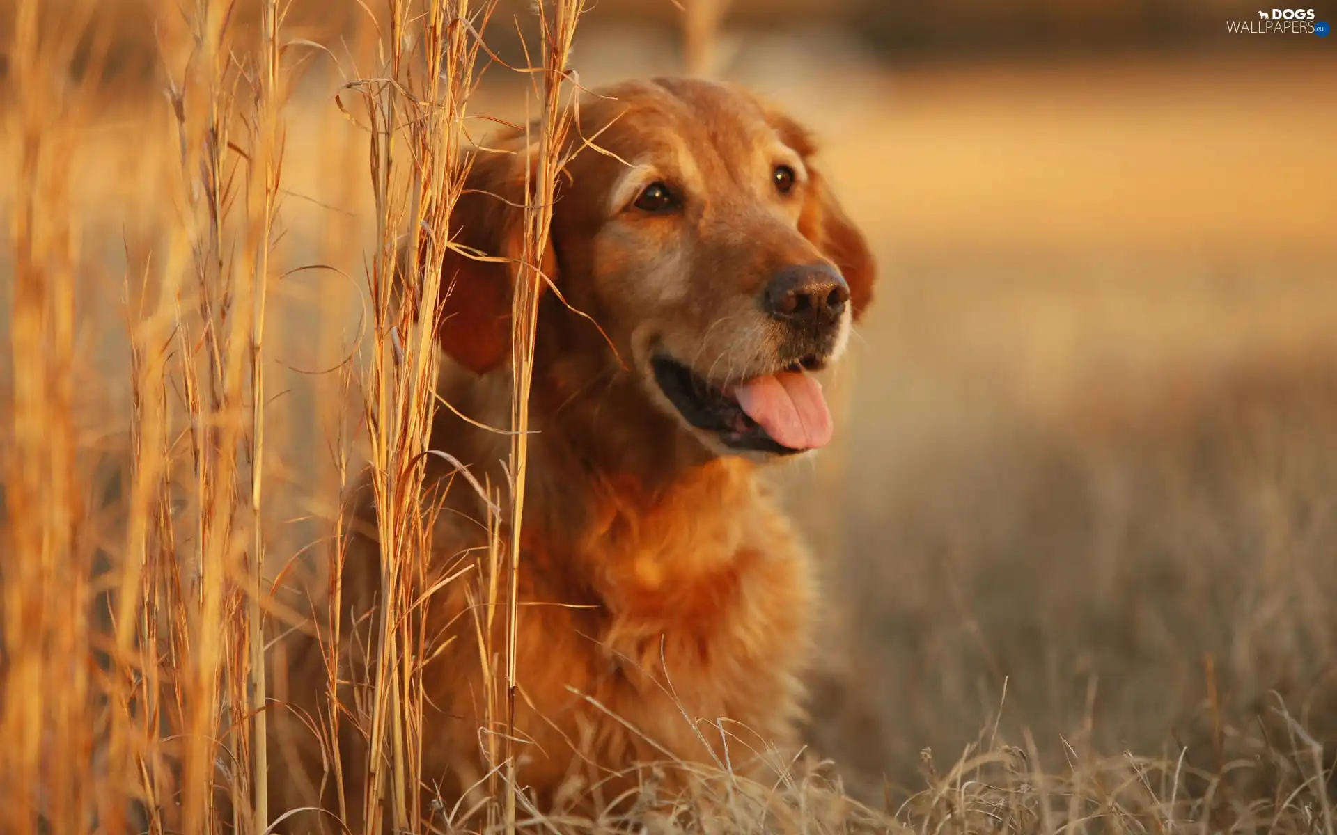 tall, grass, dog