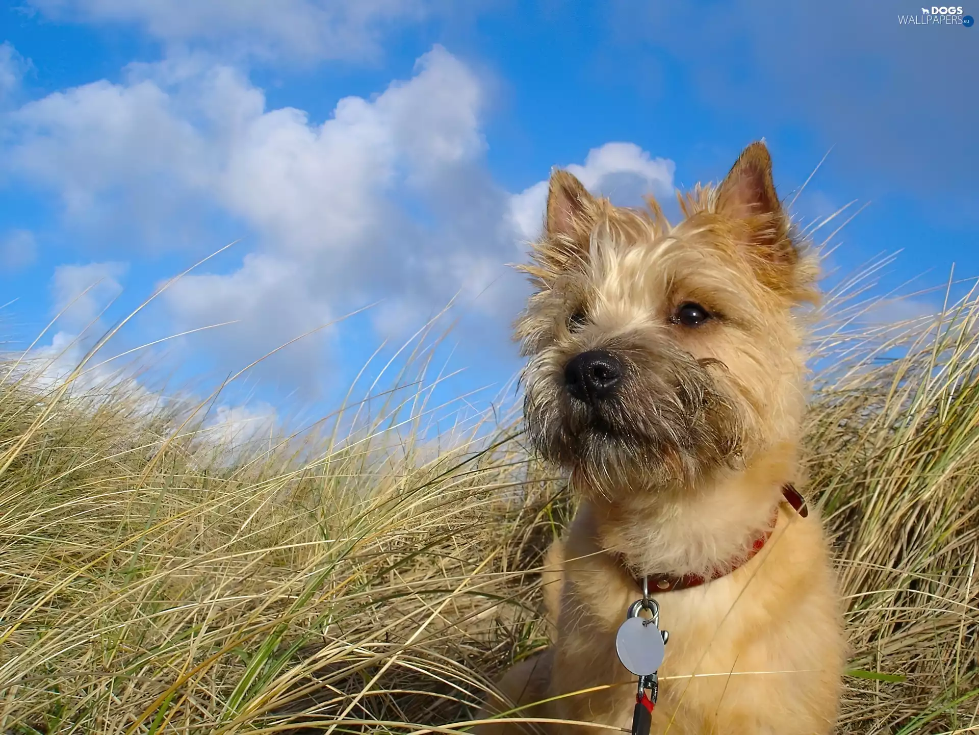 grass, Cairn Terrier