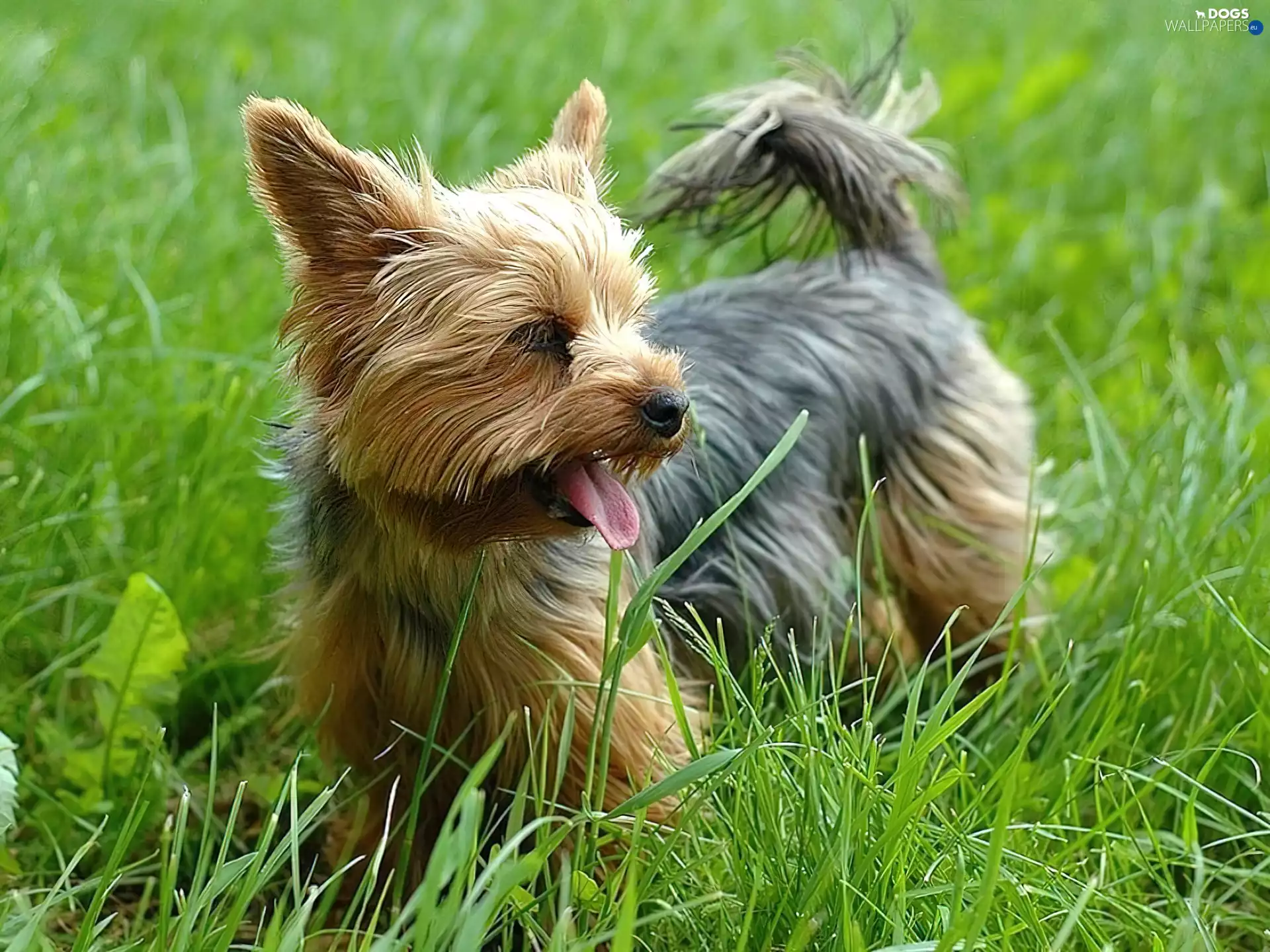 grass, York, Thumbnail