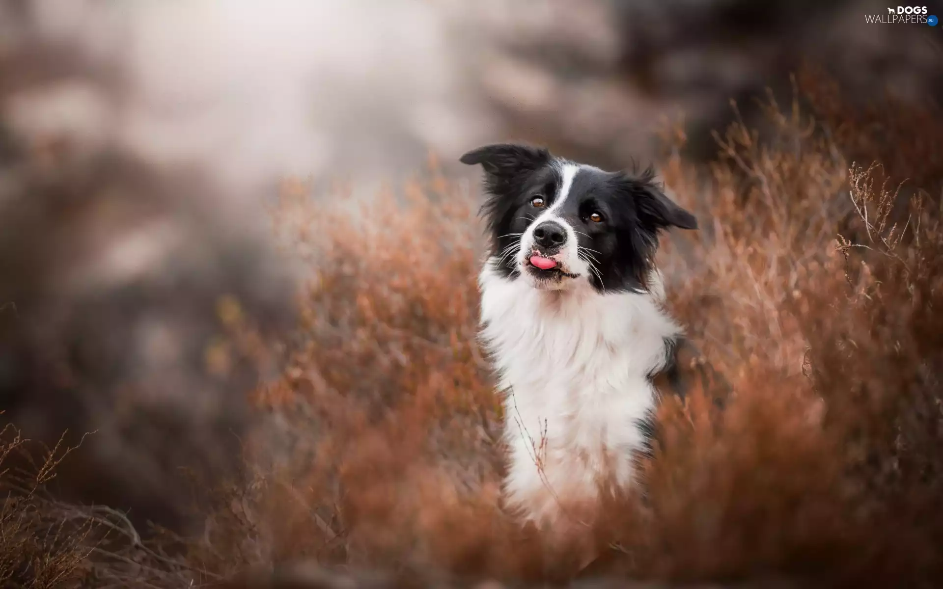Tounge, Border Collie, grass