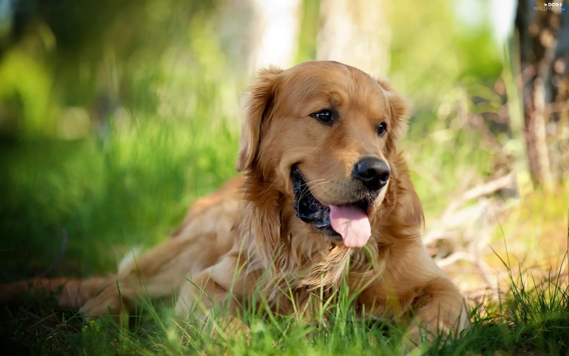 Tounge, grass, dog