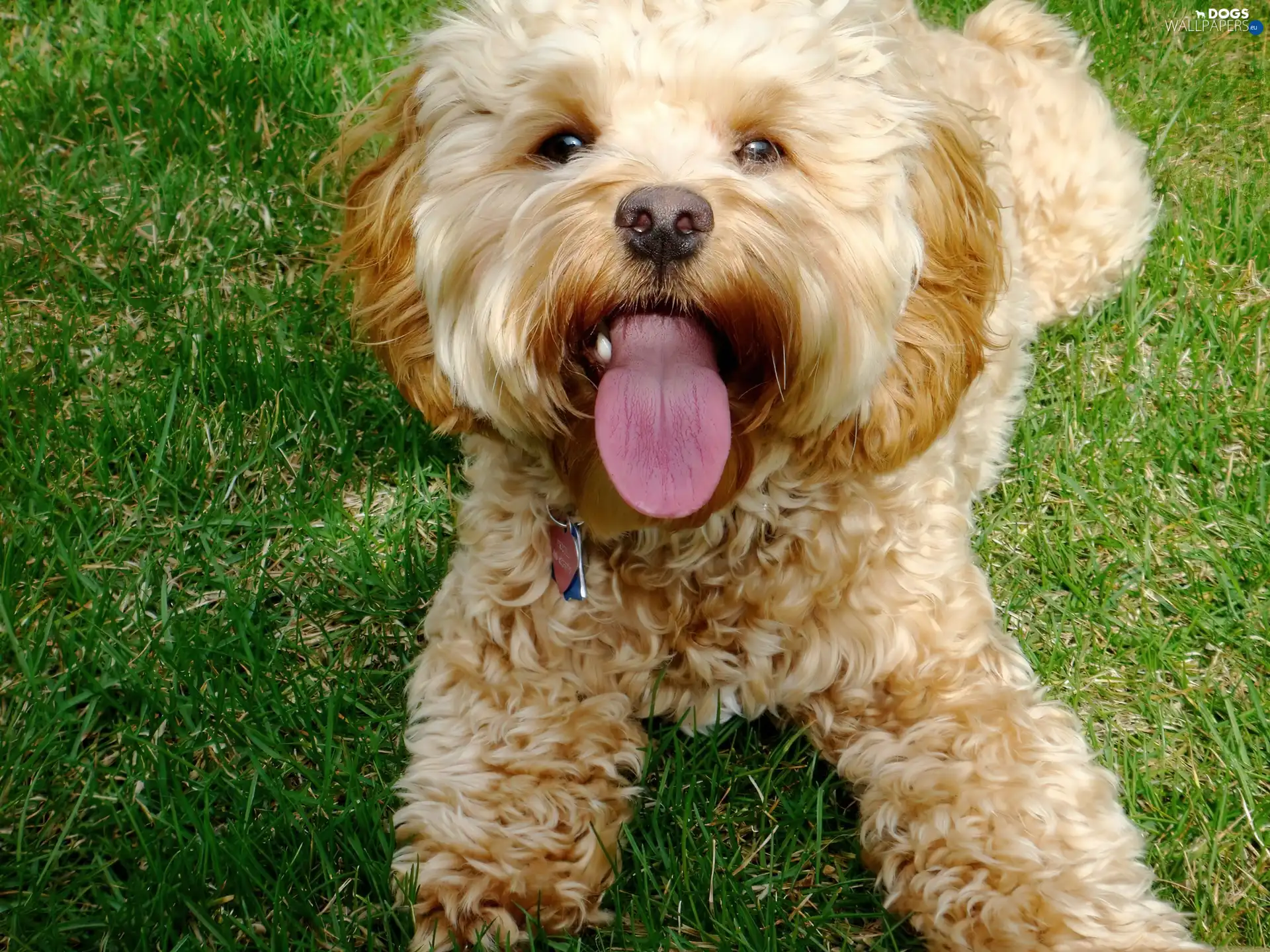 Tounge, grass, poodle
