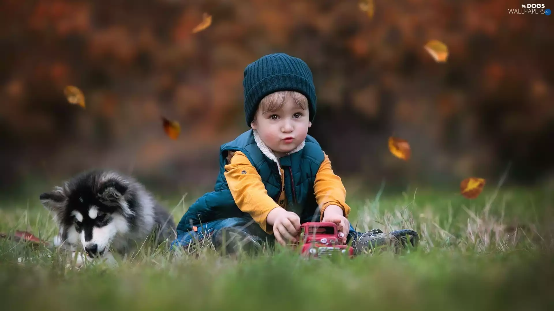Puppy, boy, toy car, Leaf, dog, Kid, toy, autumn, grass, Alaskan Malamute