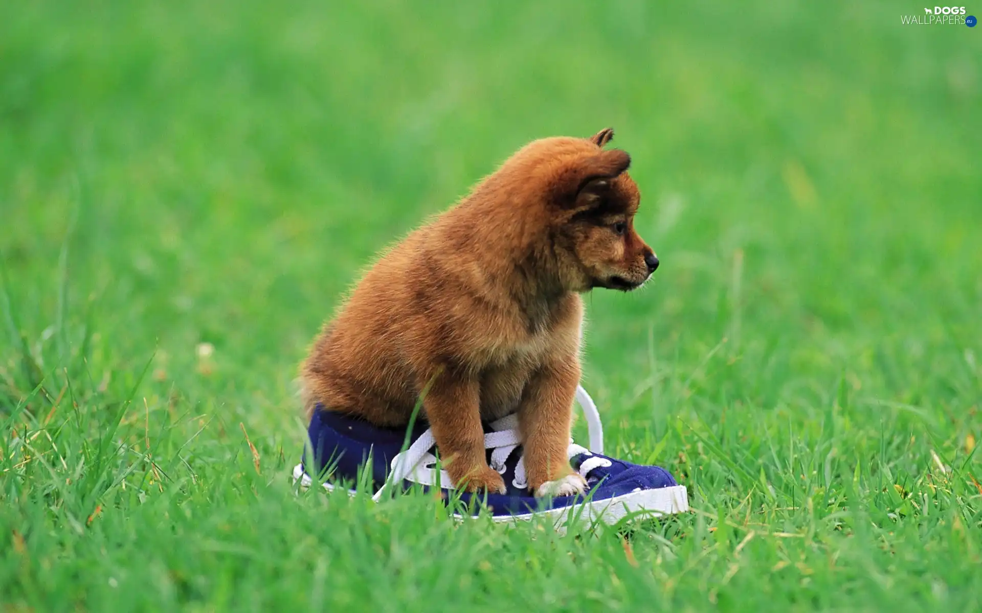 trainers, grass, puppie