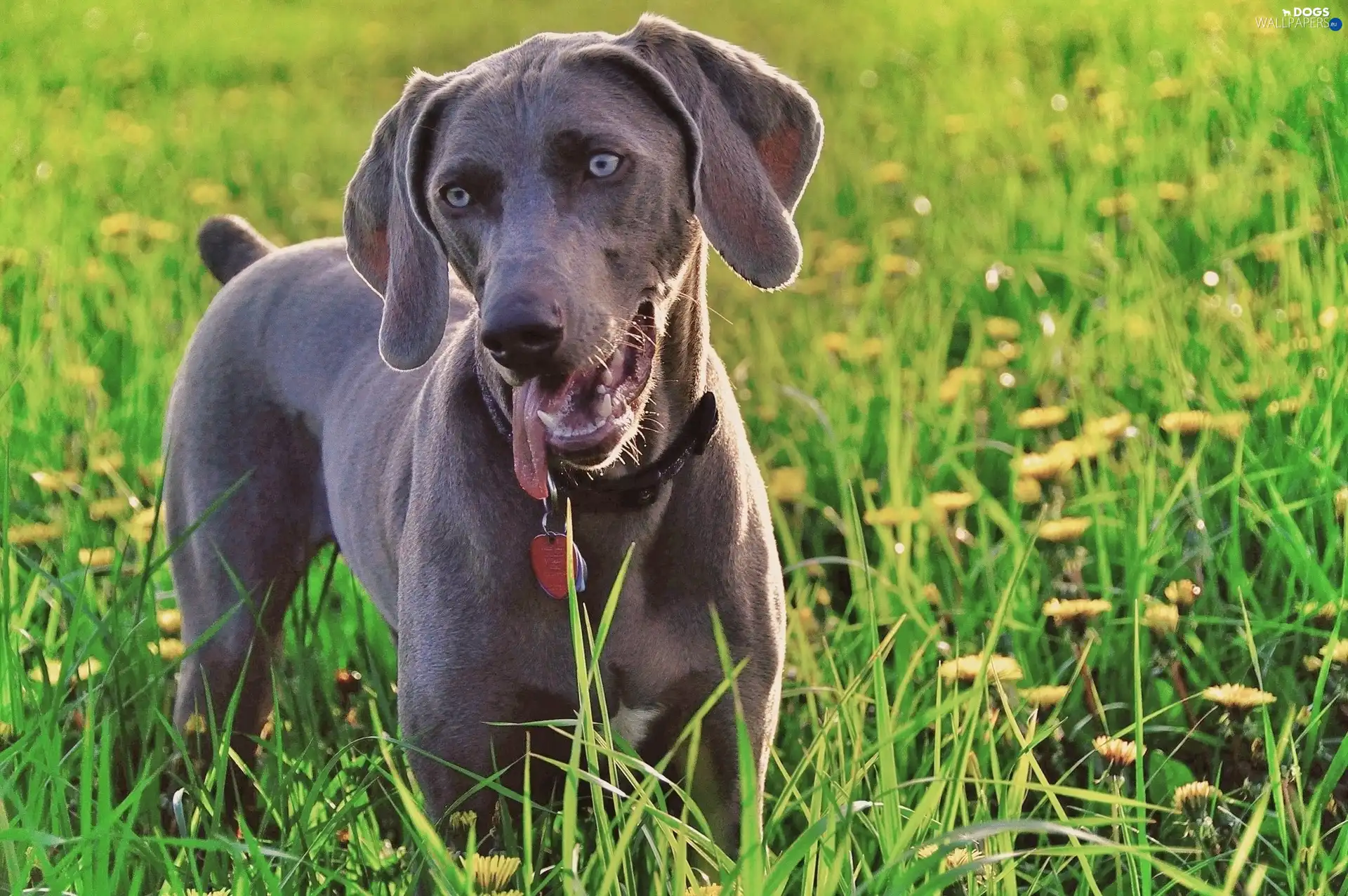 Weimar, grass, pointer