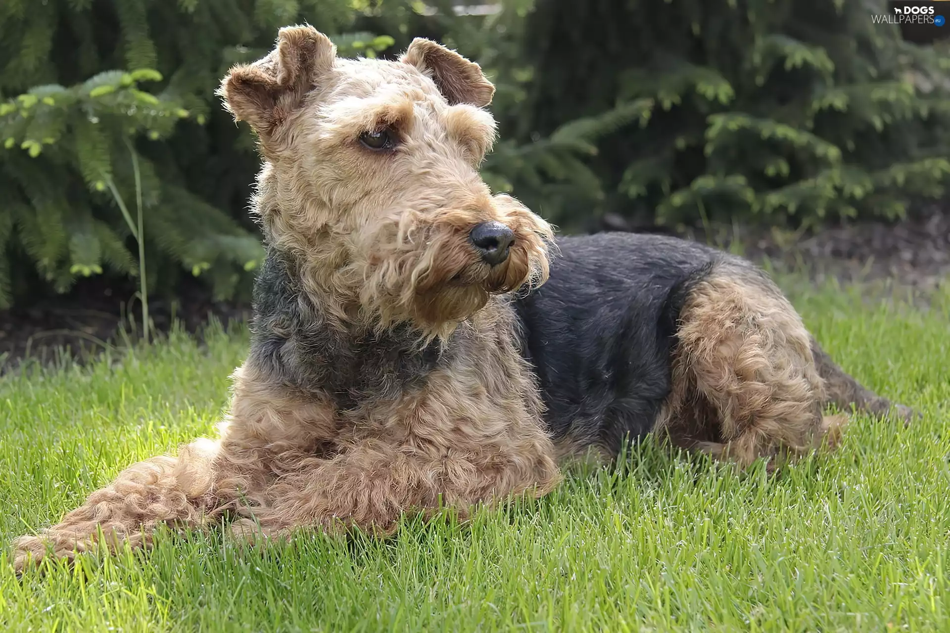 grass, terrier, Welsh
