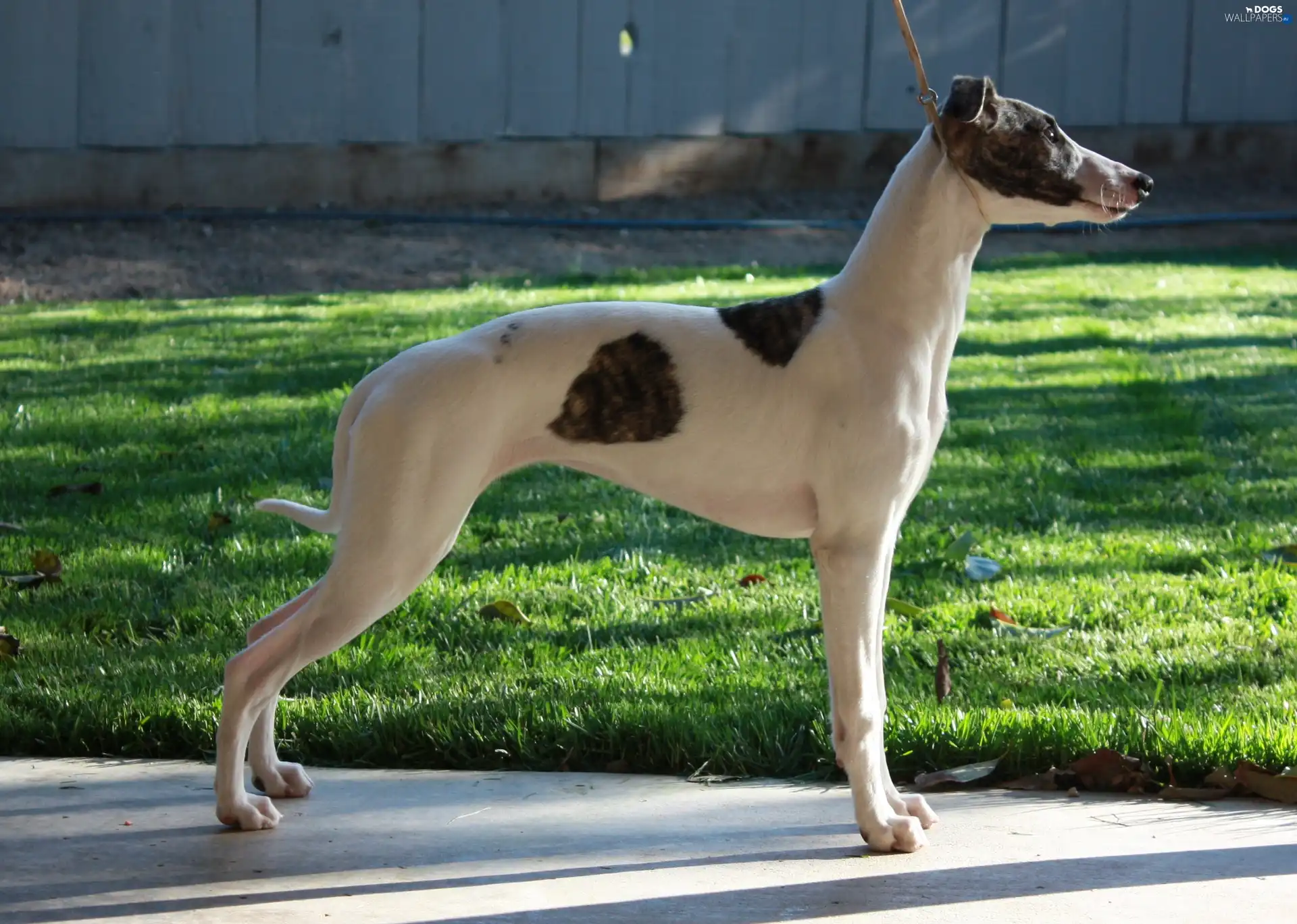 grass, Whippet